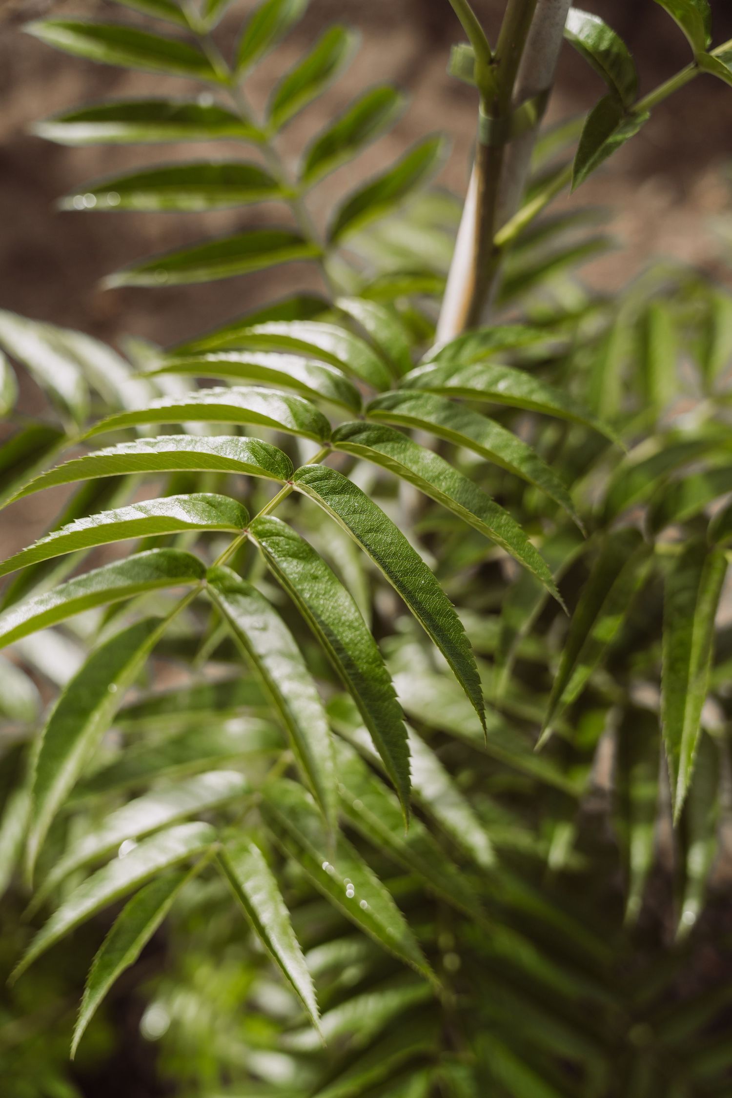 Close-up of fresh green fern leaves showing detailed fronds and patterns.