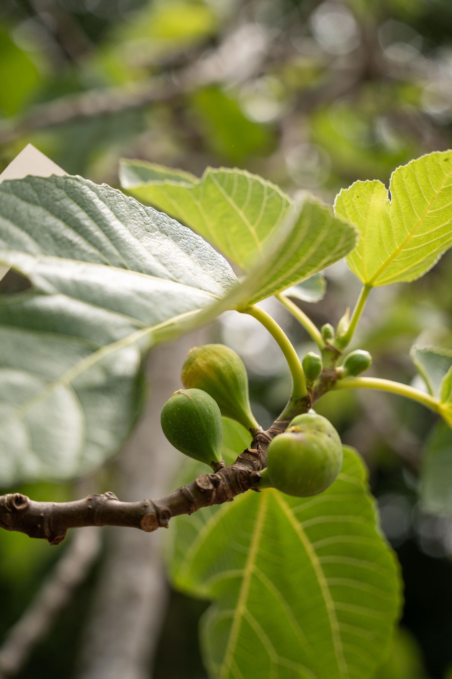 Young green figs growing on branches with large leaves in natural light.