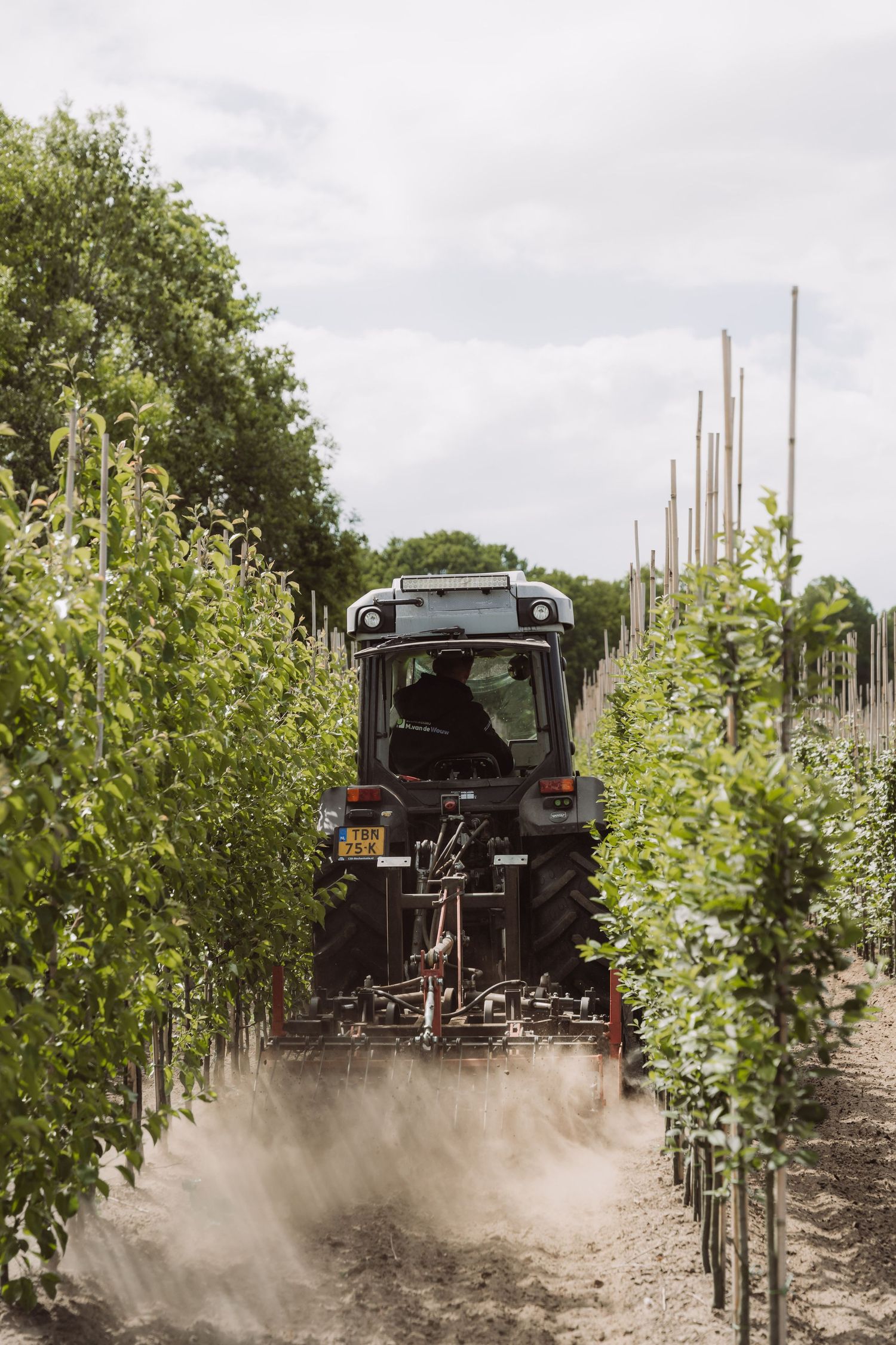 Tractor spraying dust between rows of young fruit trees in an orchard.