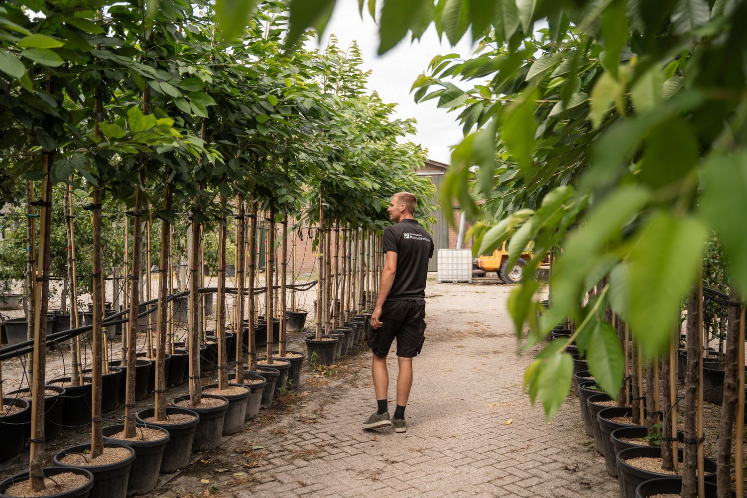 Wide gravel pathway between rows of potted trees in a commercial tree nursery.