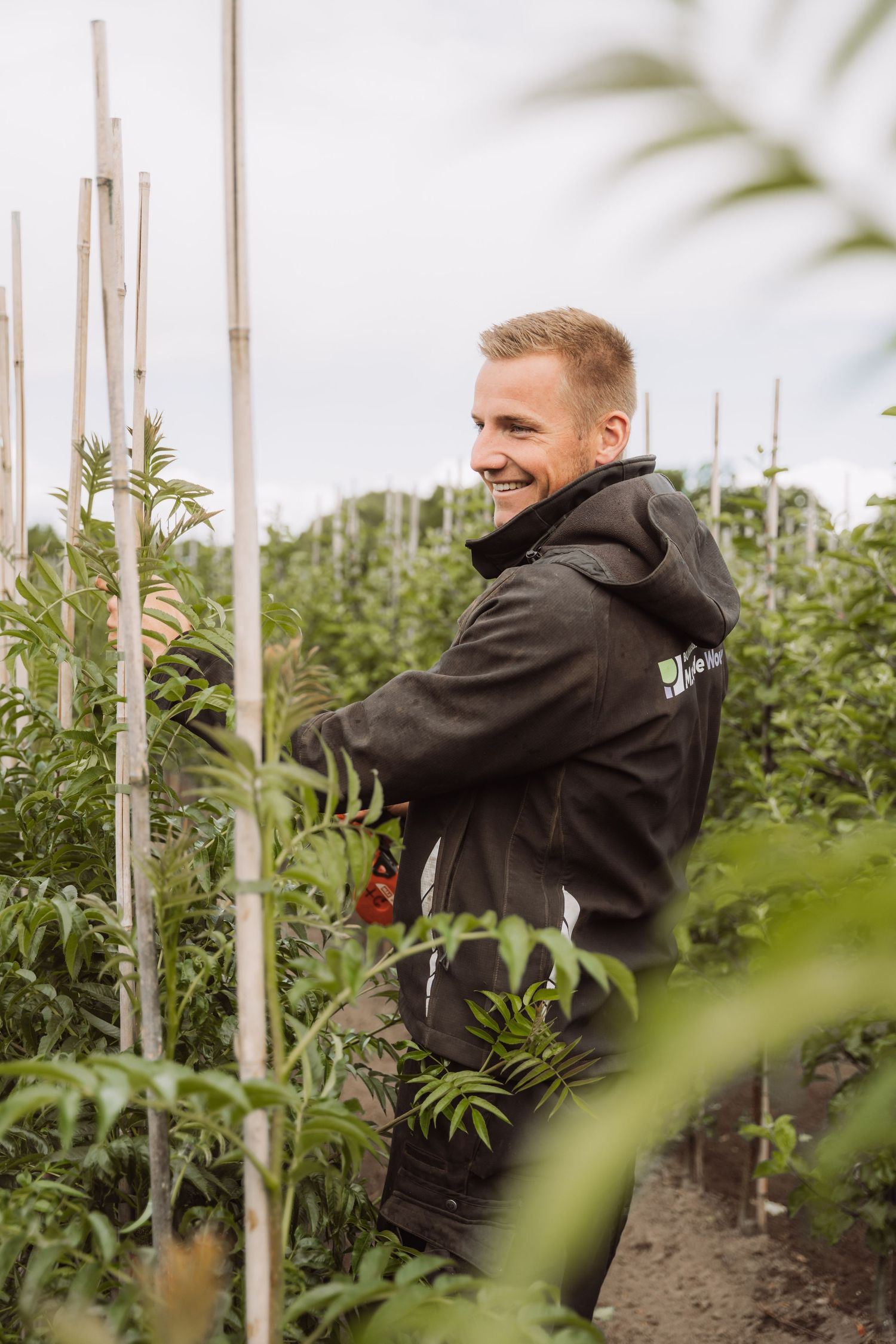 Agricultural worker examining plants growing alongside trees support poles in a field.