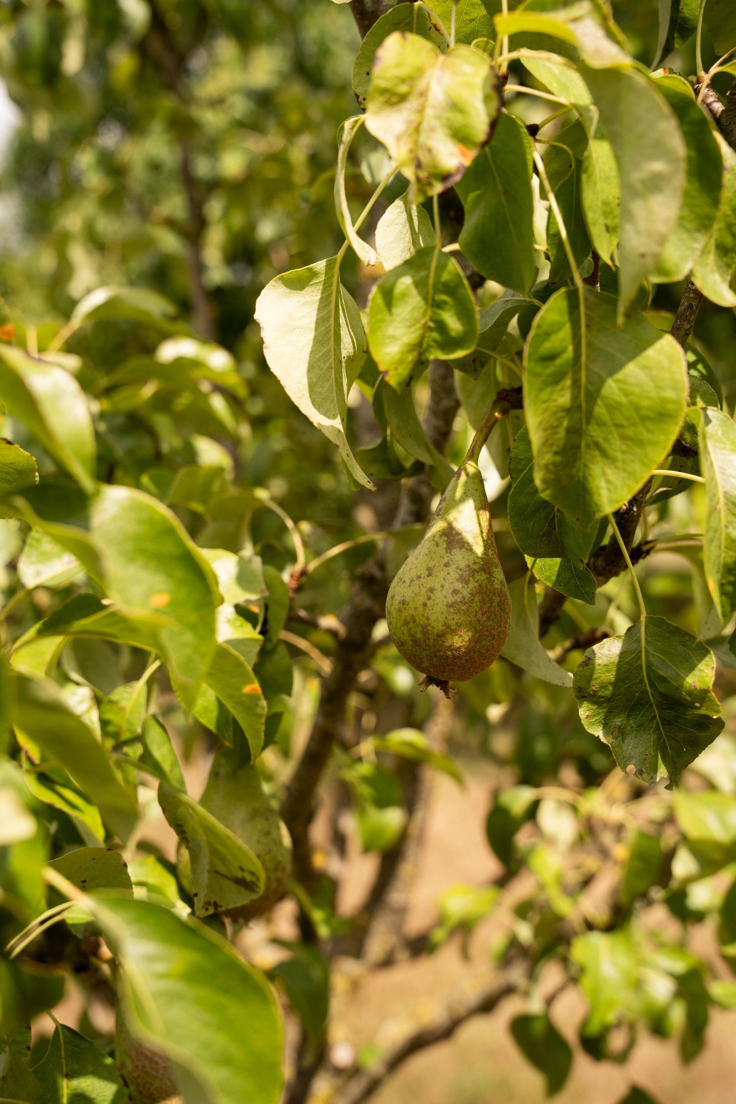 Close-up of fresh green pear fruit growing on tree branches in sunlight.
