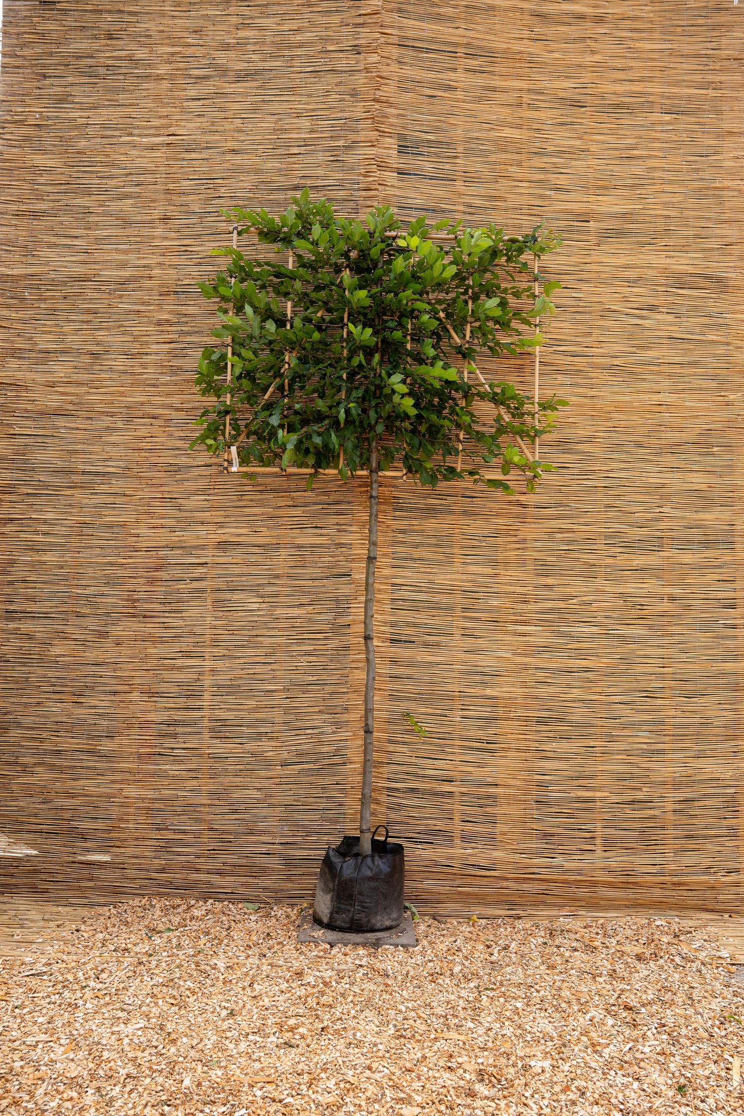 Young fruit tree growing in container against bamboo fence with gravel ground.