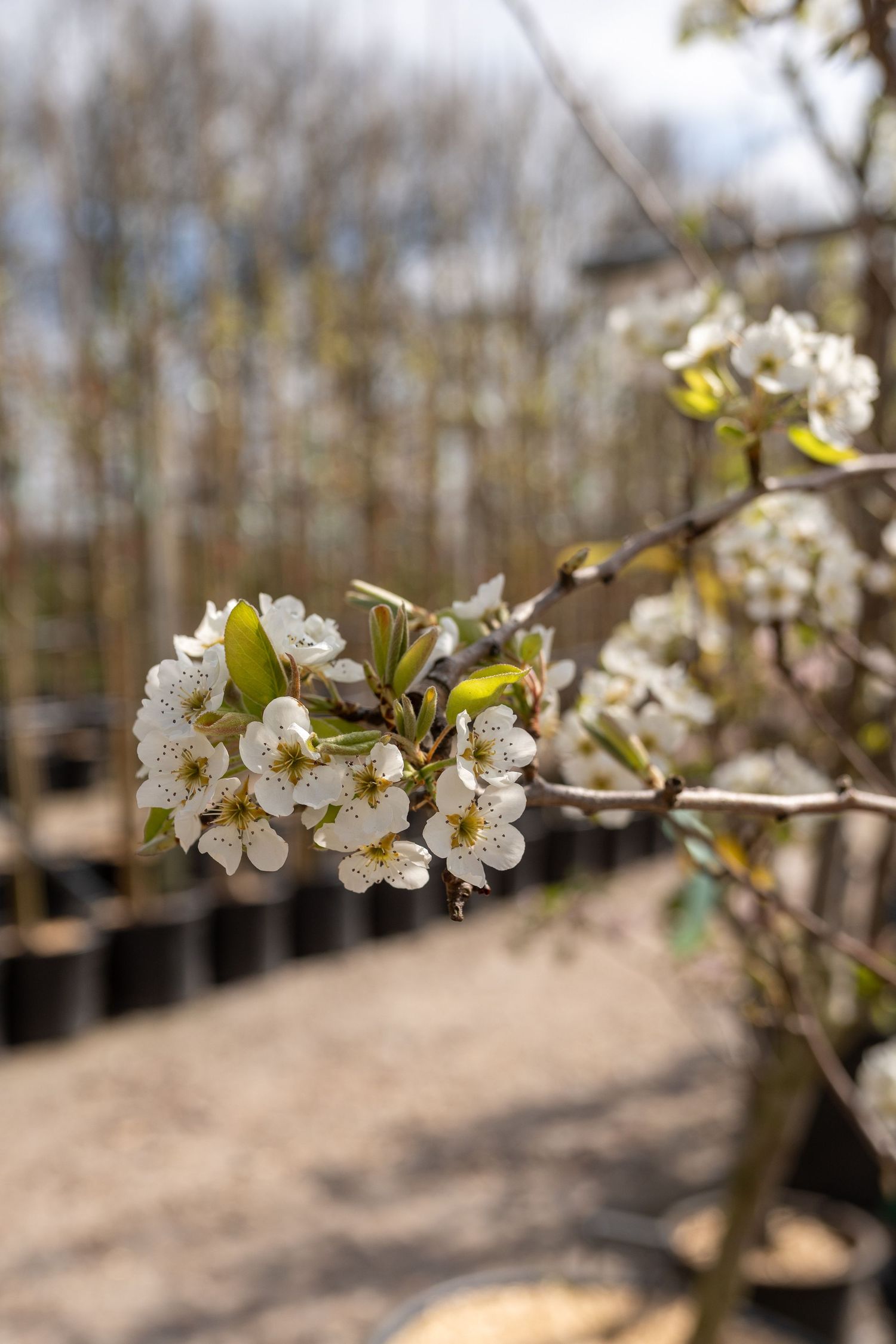Delicate white fruit tree blossoms blooming in spring nursery setting.