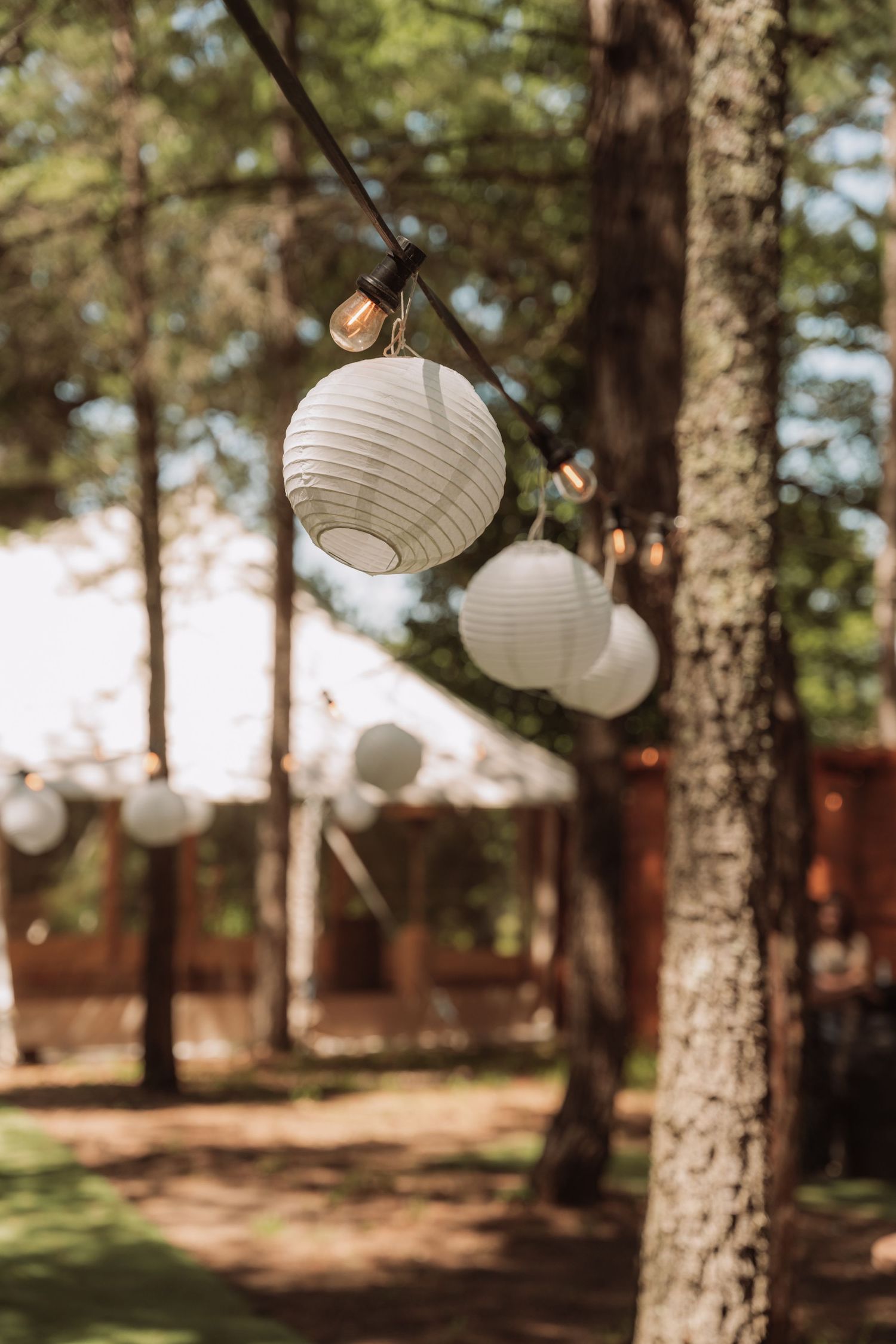 White paper lanterns hanging from birch trees create a romantic outdoor setting in a wooded area.