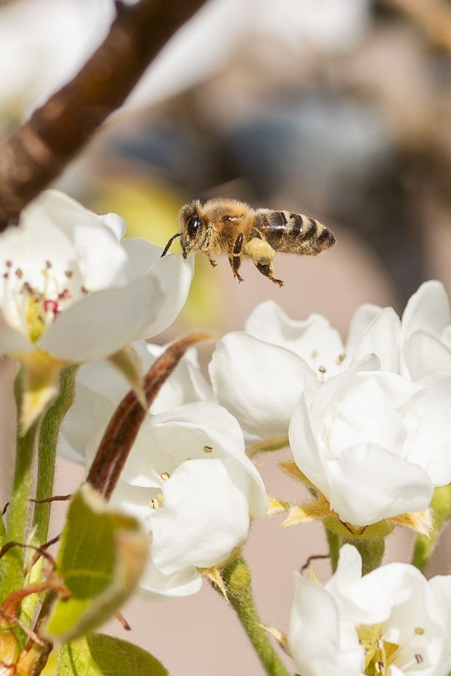 Close-up of white cherry blossoms with a honey bee collecting nectar.