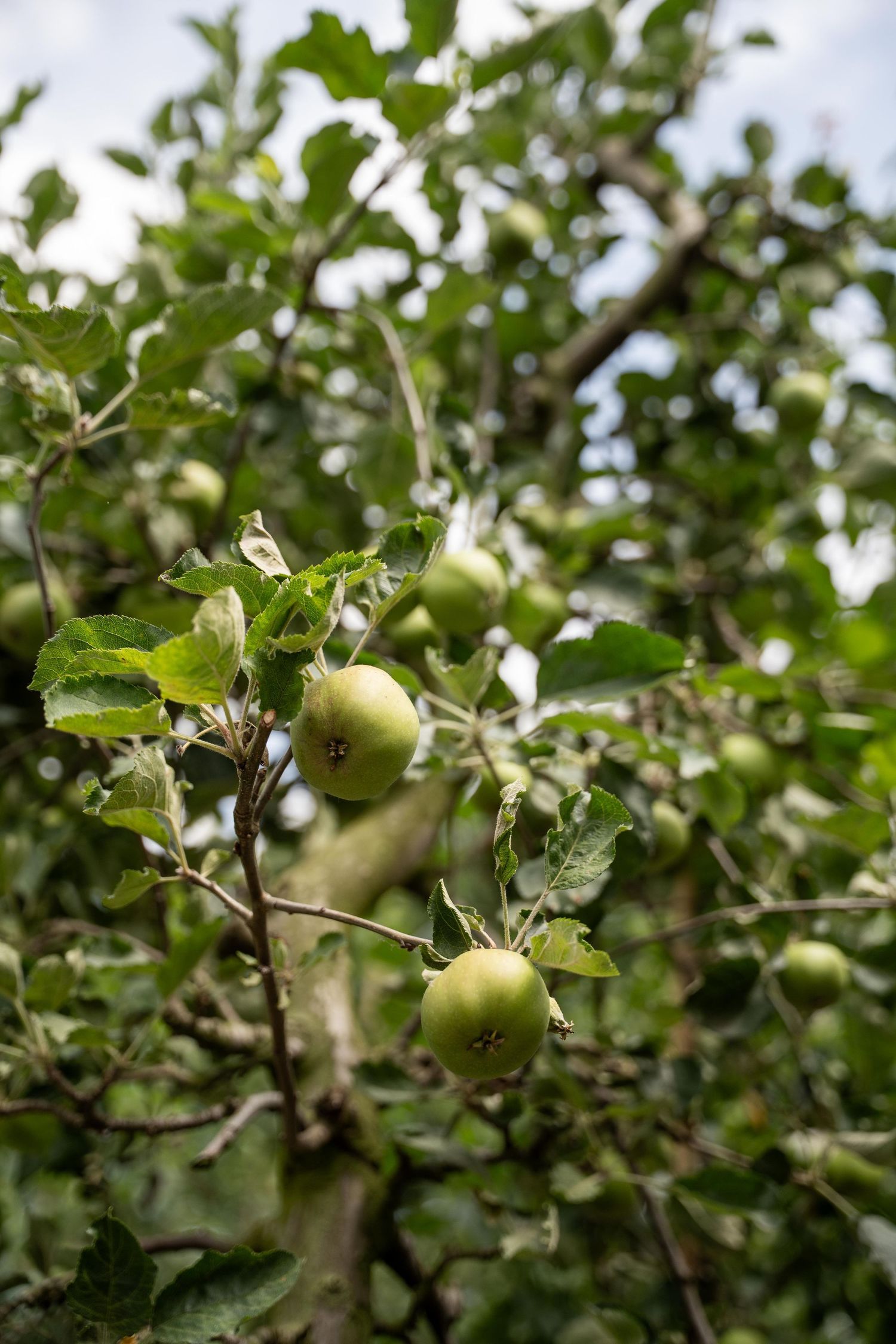 Green apples ripening on branches with leaves in a sunny orchard setting.