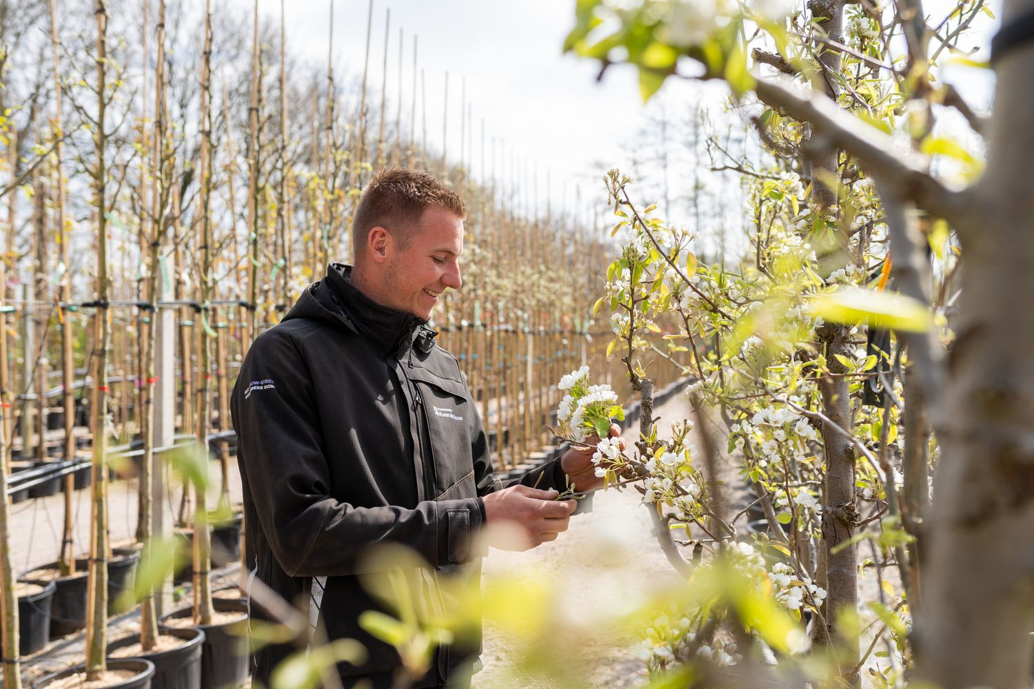 View of tree nursery with rows of young trees in early spring.