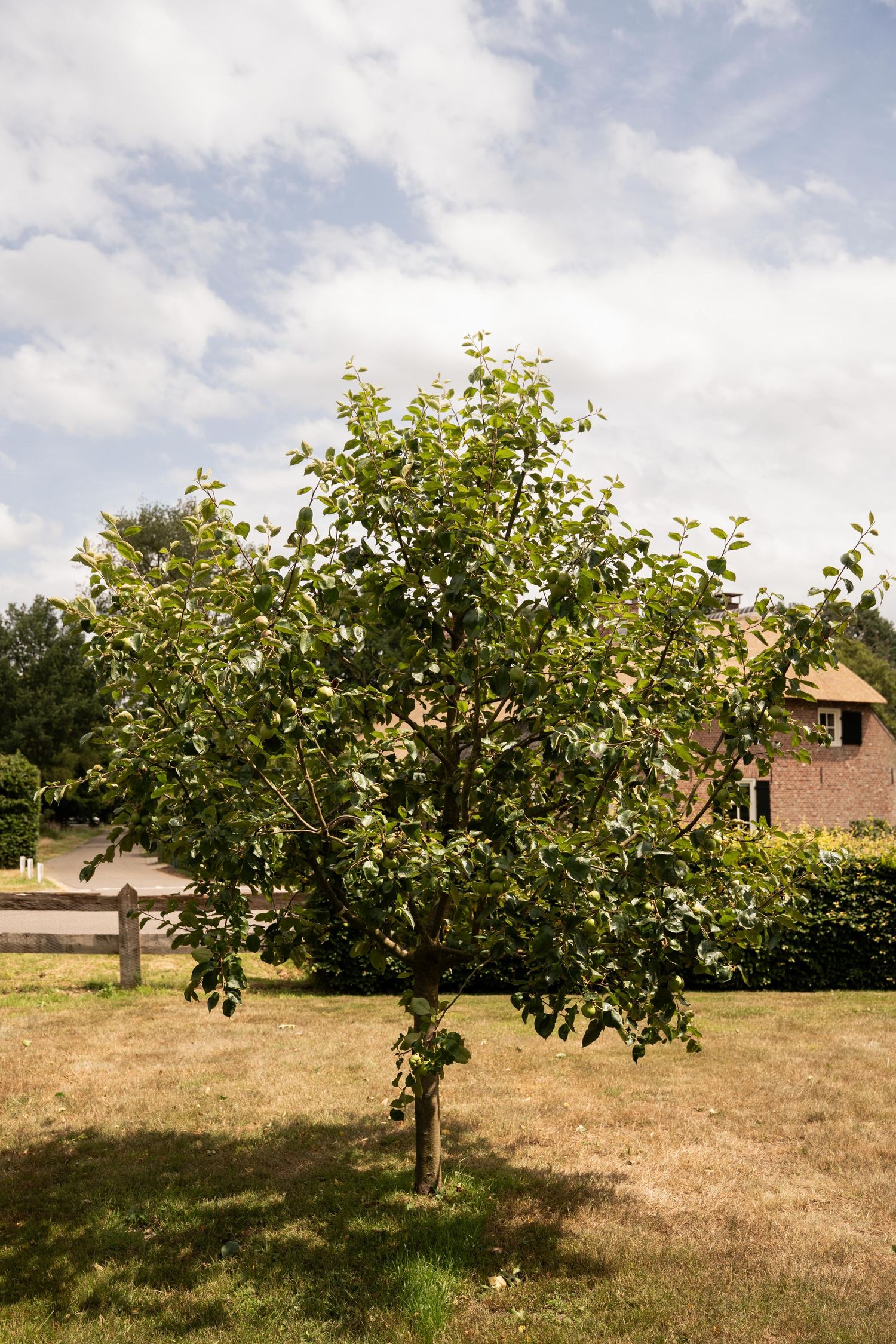 Apple trees grow in a grassy field with scattered clouds in the blue sky above.