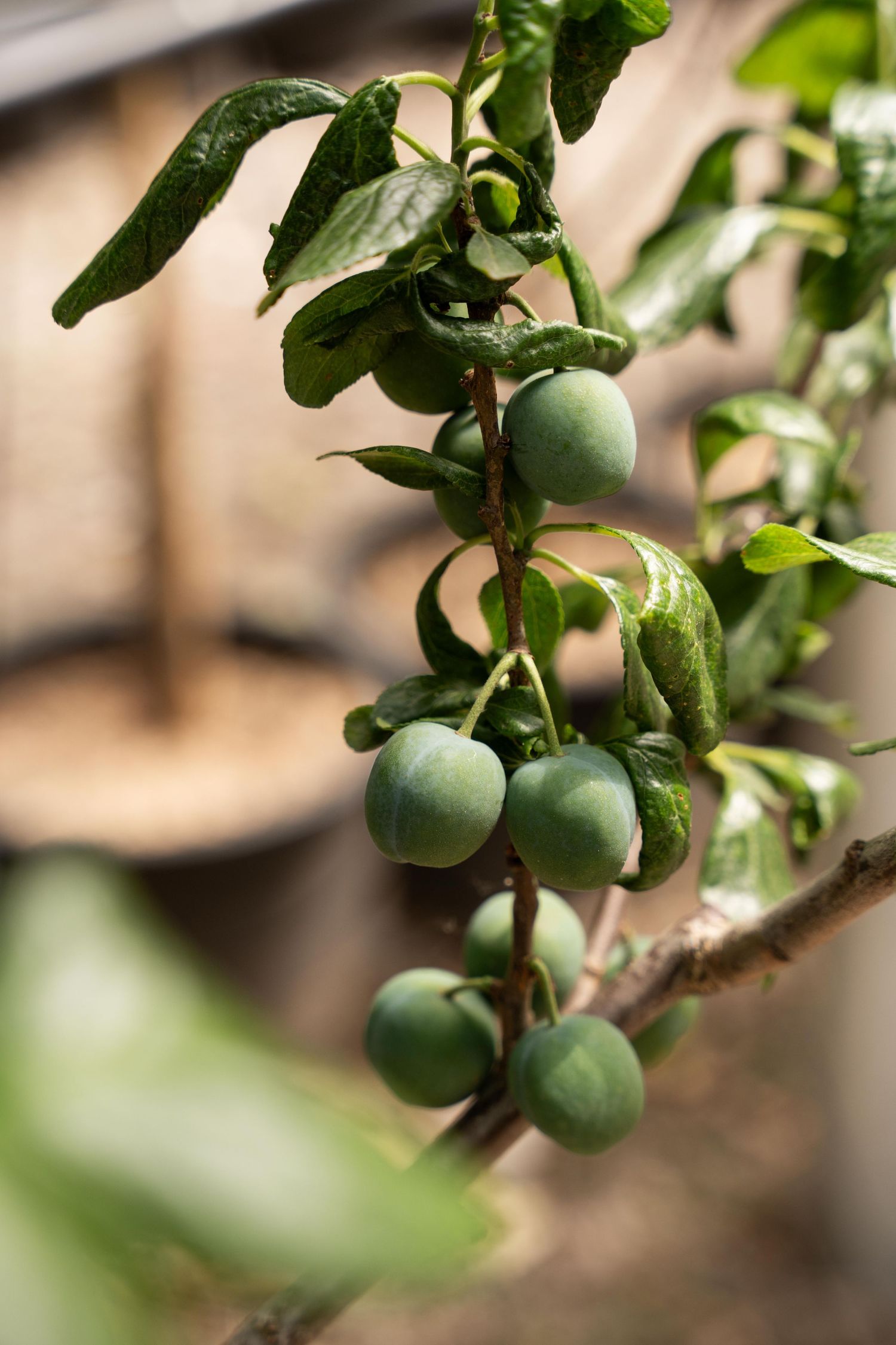 Green citrus fruits growing on branches with glossy leaves.