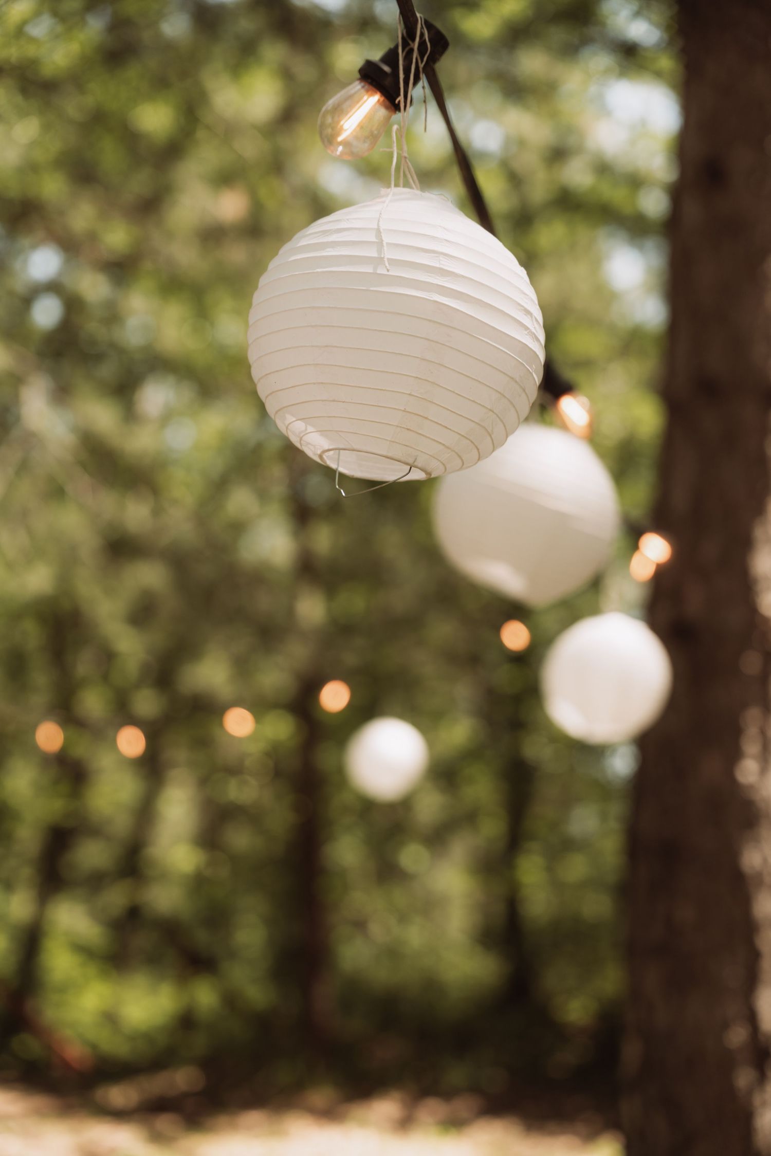 White paper lanterns hanging from trees create a romantic outdoor lighting display in a wooded setting.