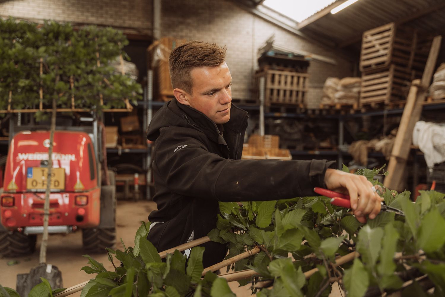 Workers maintaining plants in an agricultural setting with wooden structures visible.