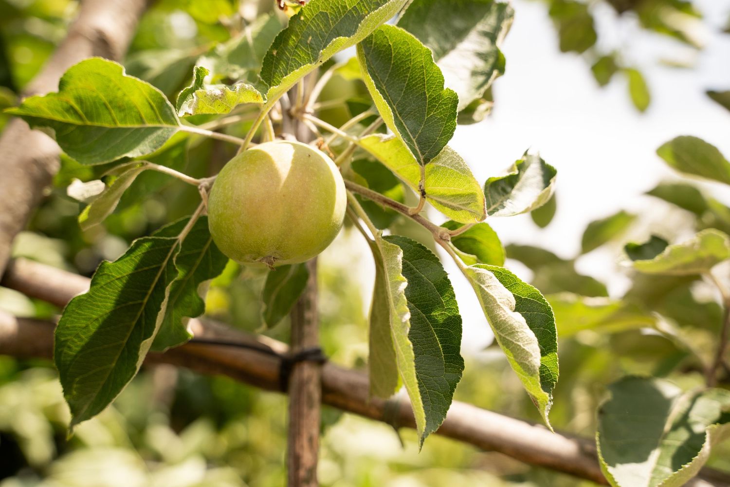 Close-up view of ripening apples hanging on tree branches with green leaves.