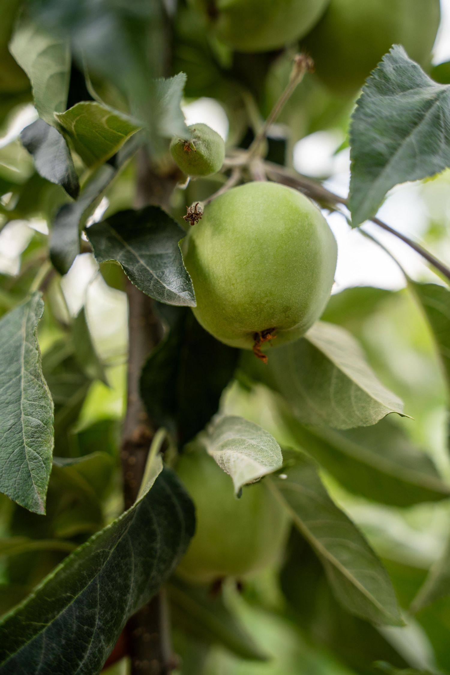 Close-up view of green apples growing among leaves on tree branches.