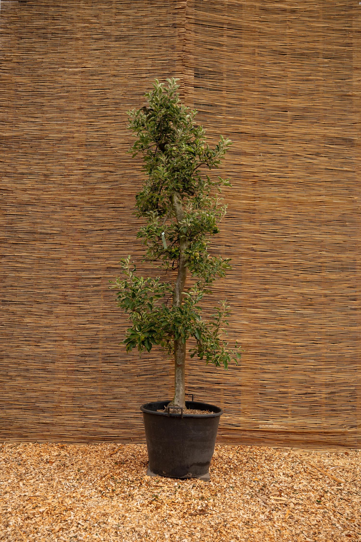 Potted tree specimen displayed against natural reed fence backdrop.