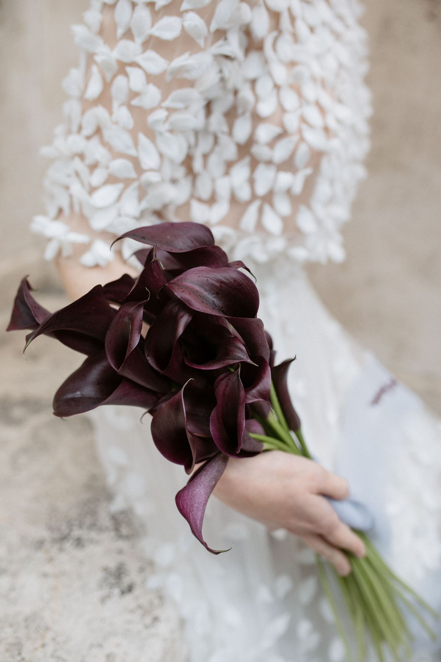 Deep burgundy calla lily bouquet held against white lace wedding dress.