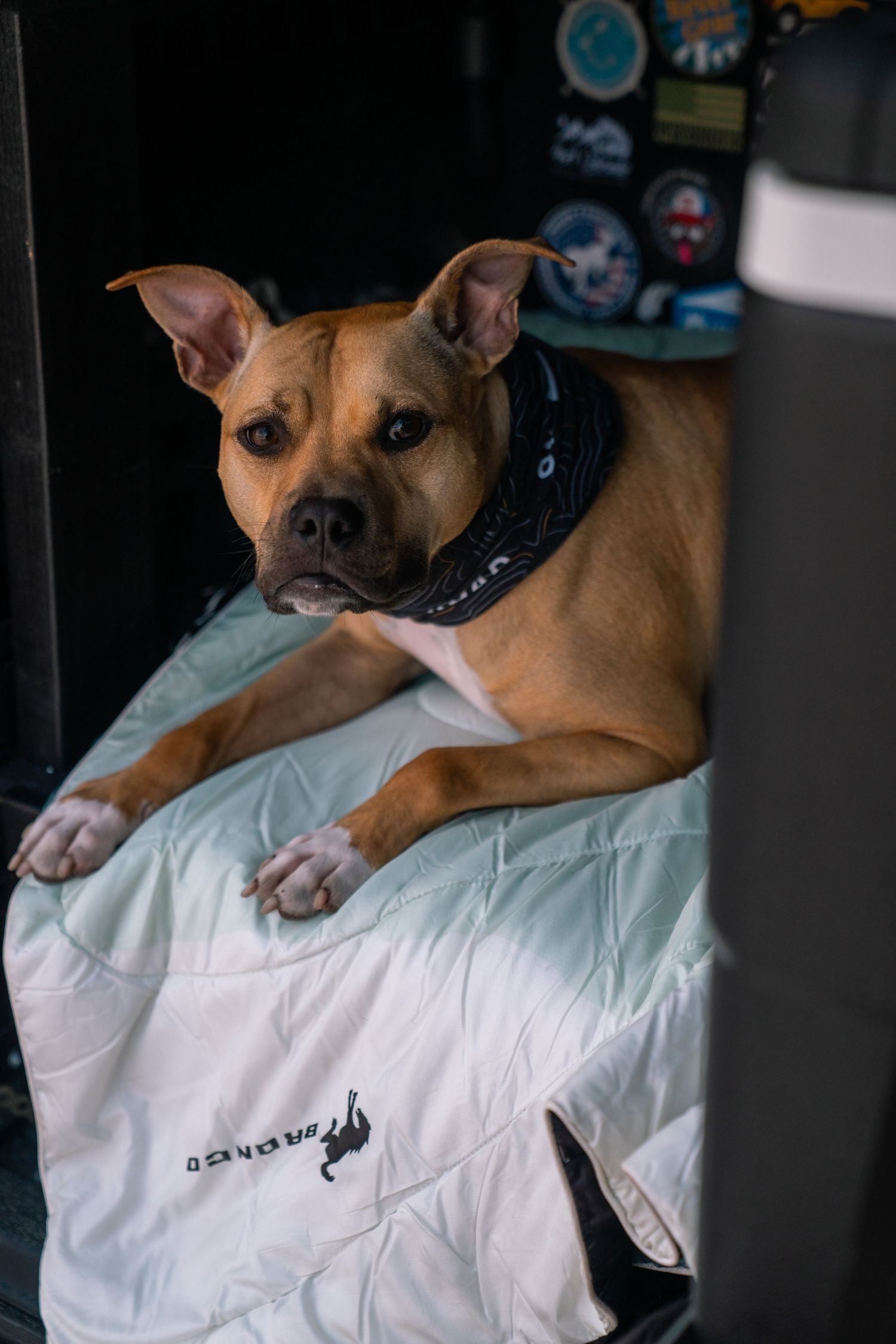 Dog wearing black collar relaxes on white Nike shirt in dark setting.