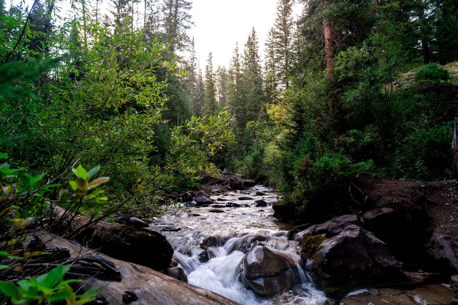 Forest stream flowing over rocky terrain with evergreen trees in background.