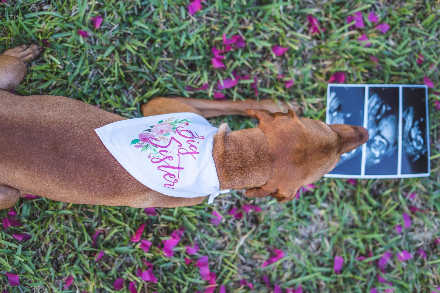 Hands exchanging ultrasound photos with pink confetti scattered on grass.