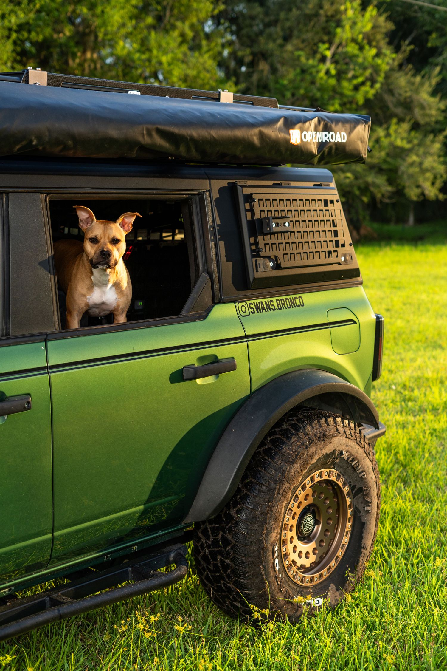 Brown dog looking out window of modified green Ford Bronco parked in grassy field.