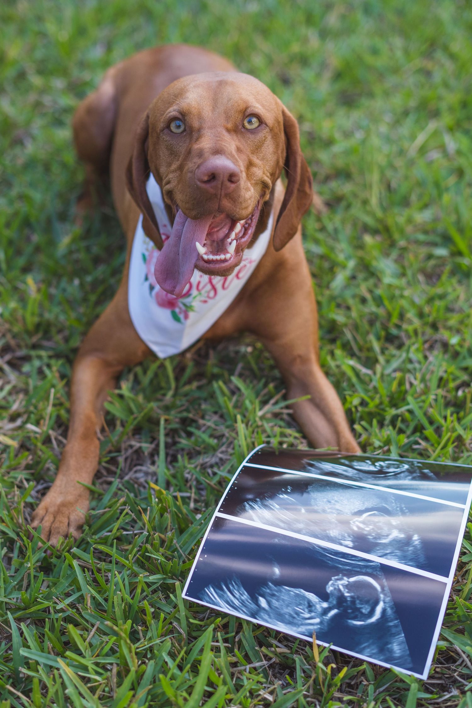 A playful brown dog lies in grass while tearing up an x-ray or photograph in a series of sequential shots.