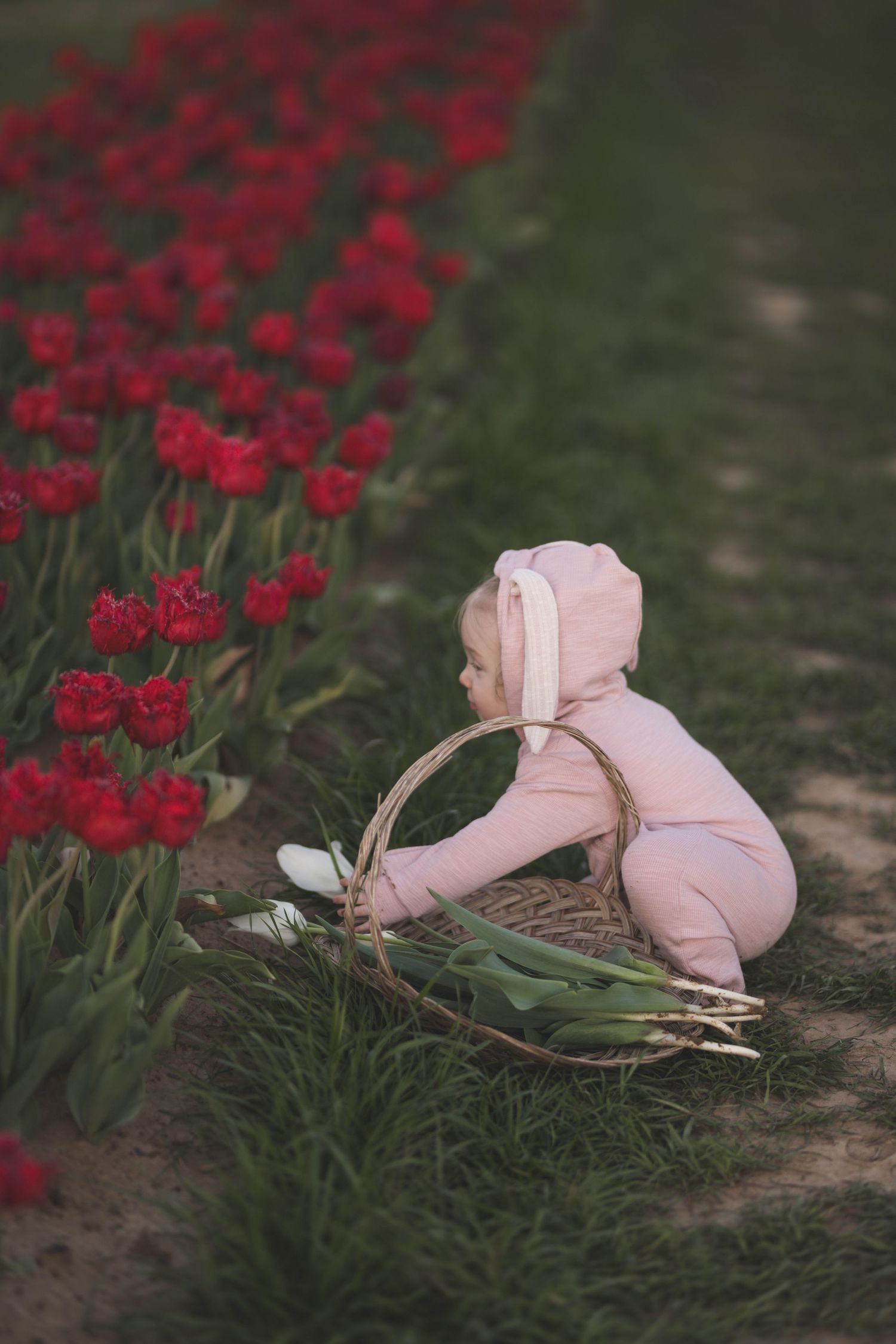 A toddler in a pink bunny outfit kneels beside red tulips, holding a wicker basket with white tulips.