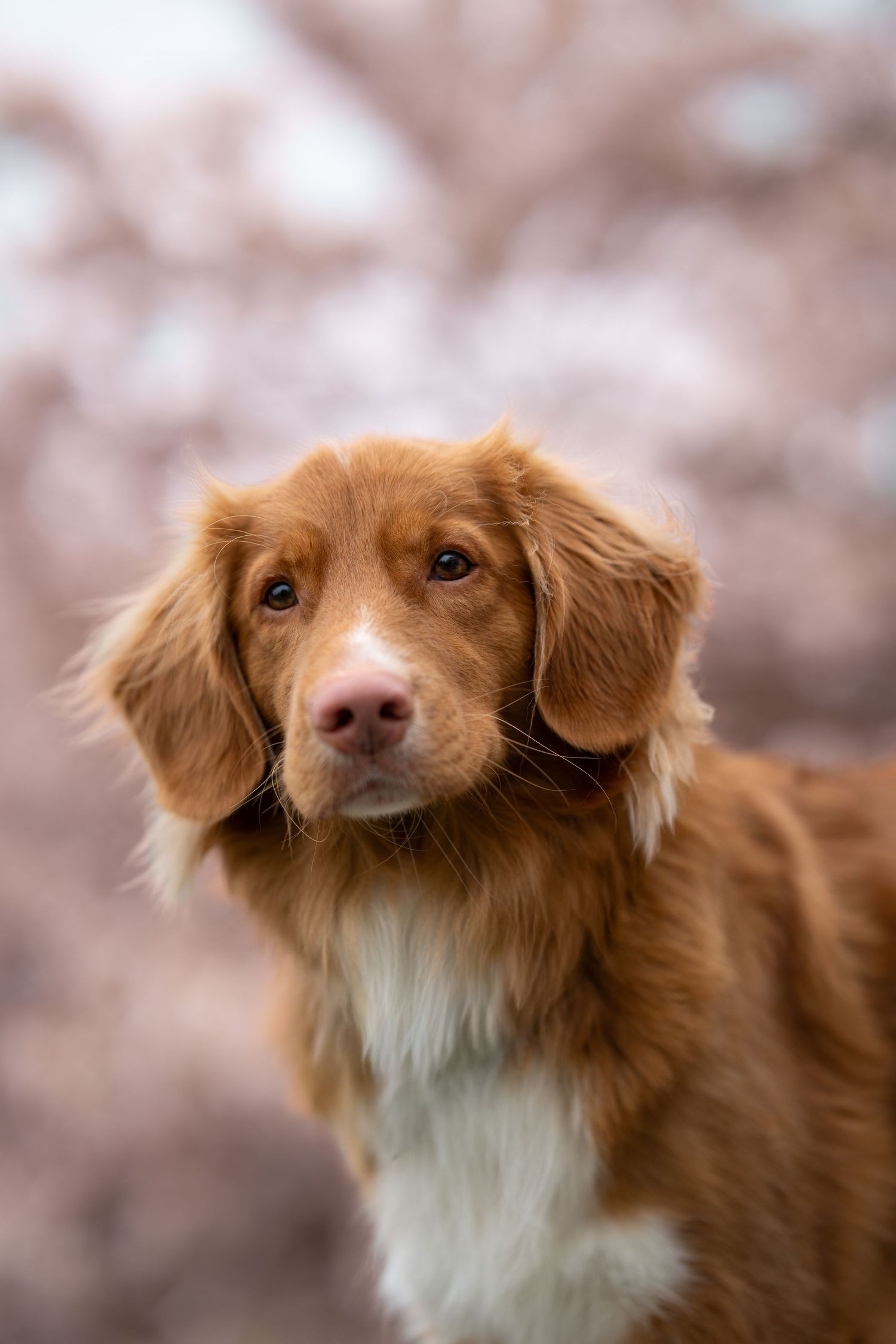 A golden Nova Scotia Duck Tolling Retriever poses outdoors with soft pink cherry blossoms in the background.