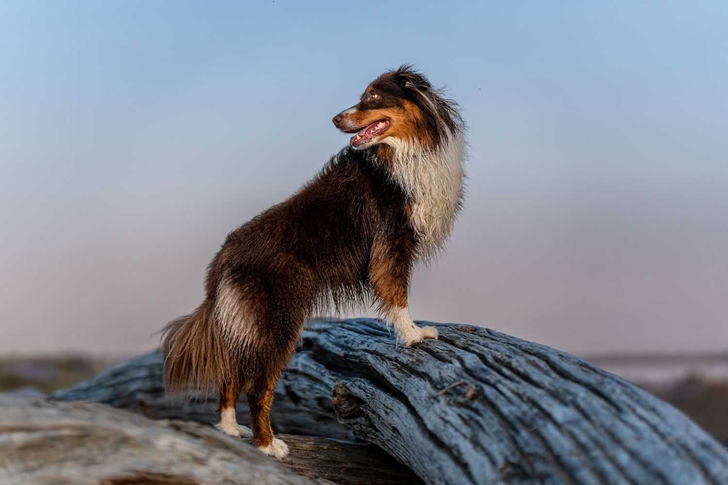 A Shetland Sheepdog stands proudly on a weathered log against a soft twilight sky, tongue out.
