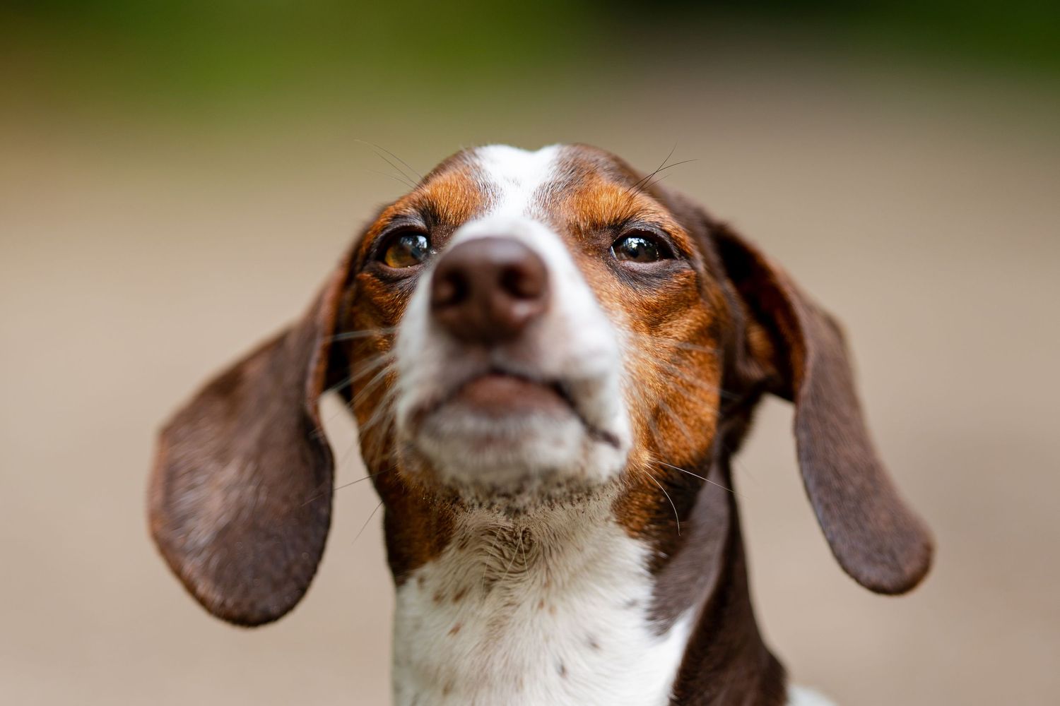 Close-up portrait of an adorable Beagle puppy with floppy ears and soulful brown eyes looking up curiously.
