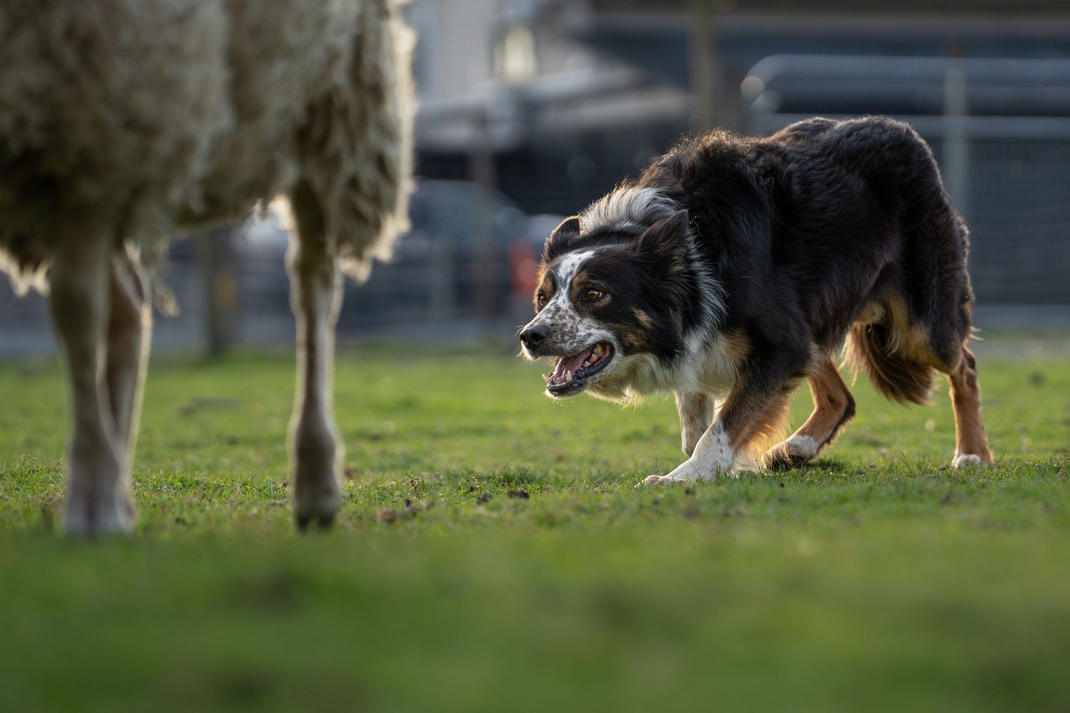 Border collie herding sheep on green grass field, showcasing classic sheepdog working behavior outdoors.