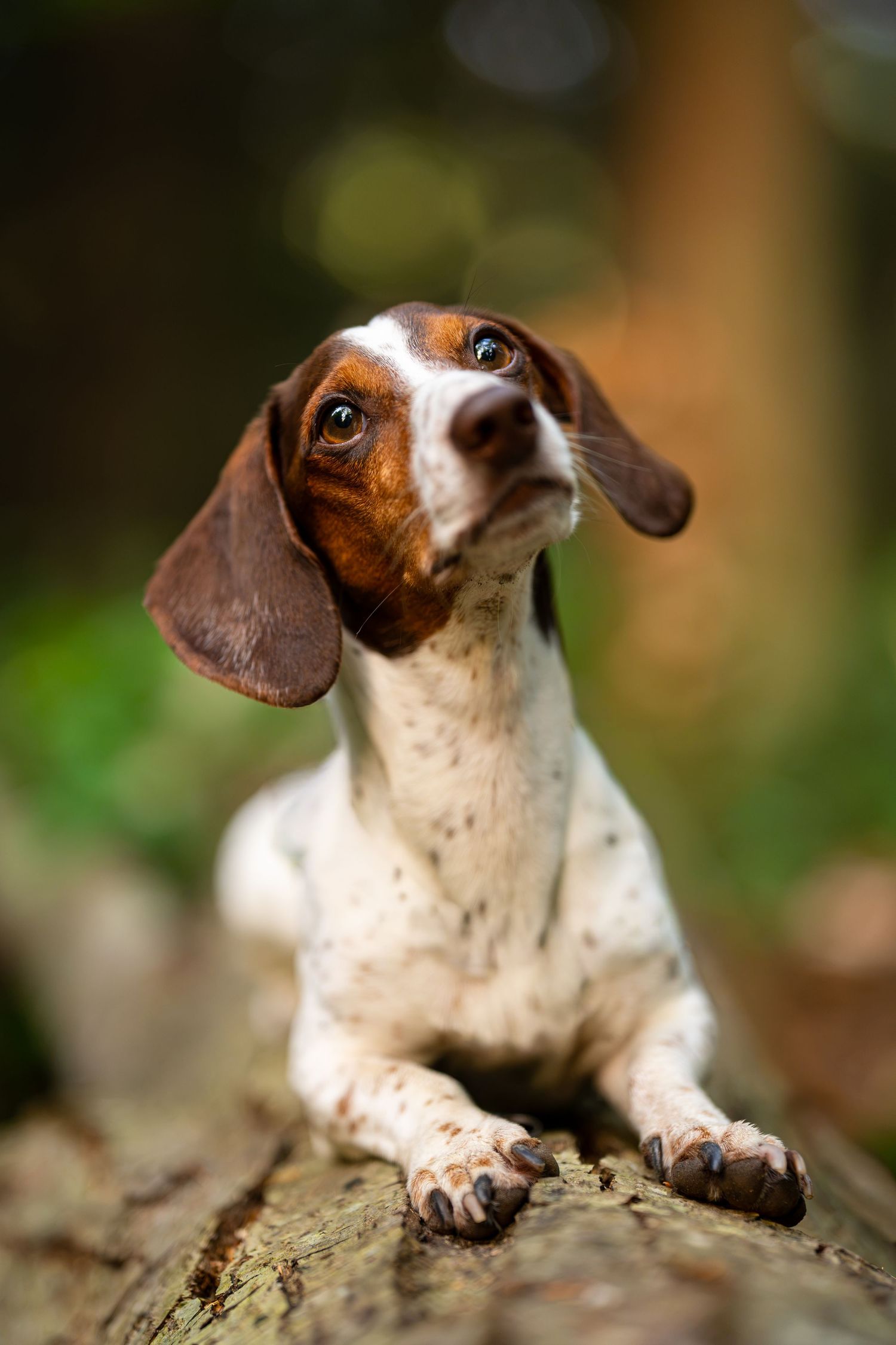 Adorable dachshund puppy with brown and white markings resting paws on a log in a lush green forest setting.