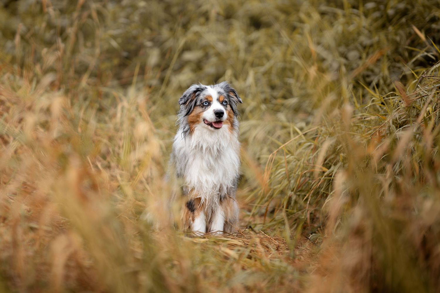 Australian Shepherd dog sitting alert in tall golden grass in an outdoor field setting.