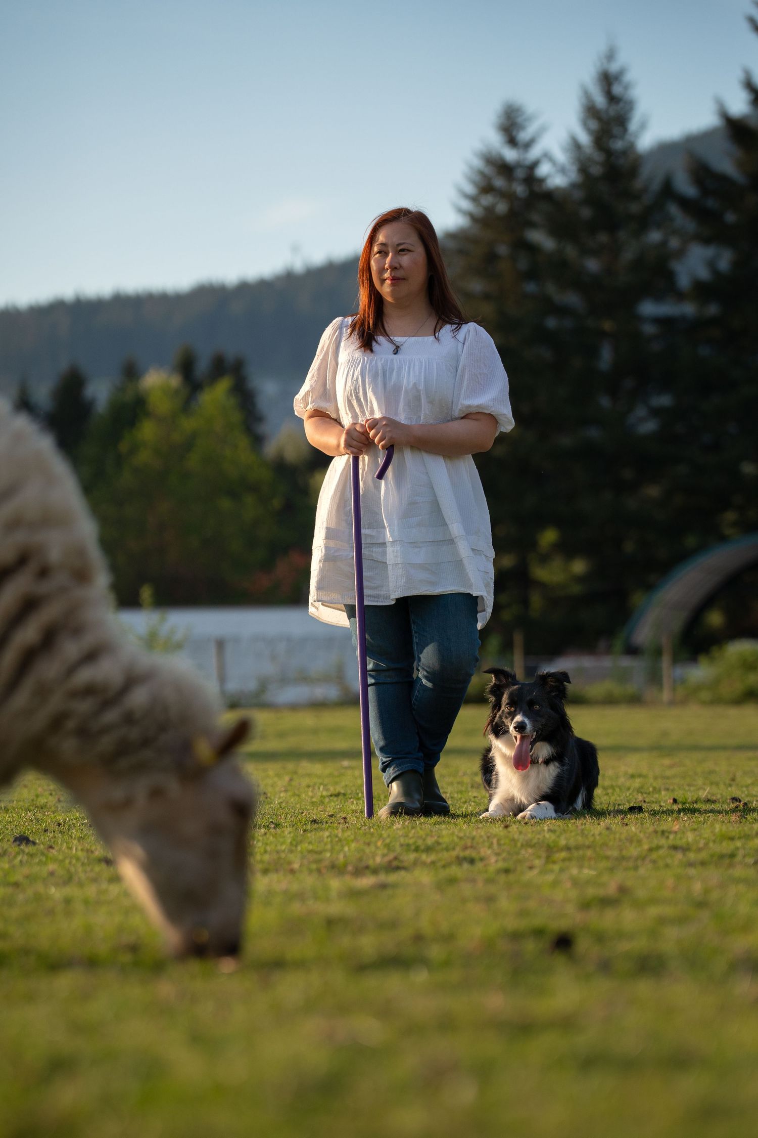 Woman with red hair in white blouse and jeans stands with shepherd's crook beside border collie dog on green farm pasture.