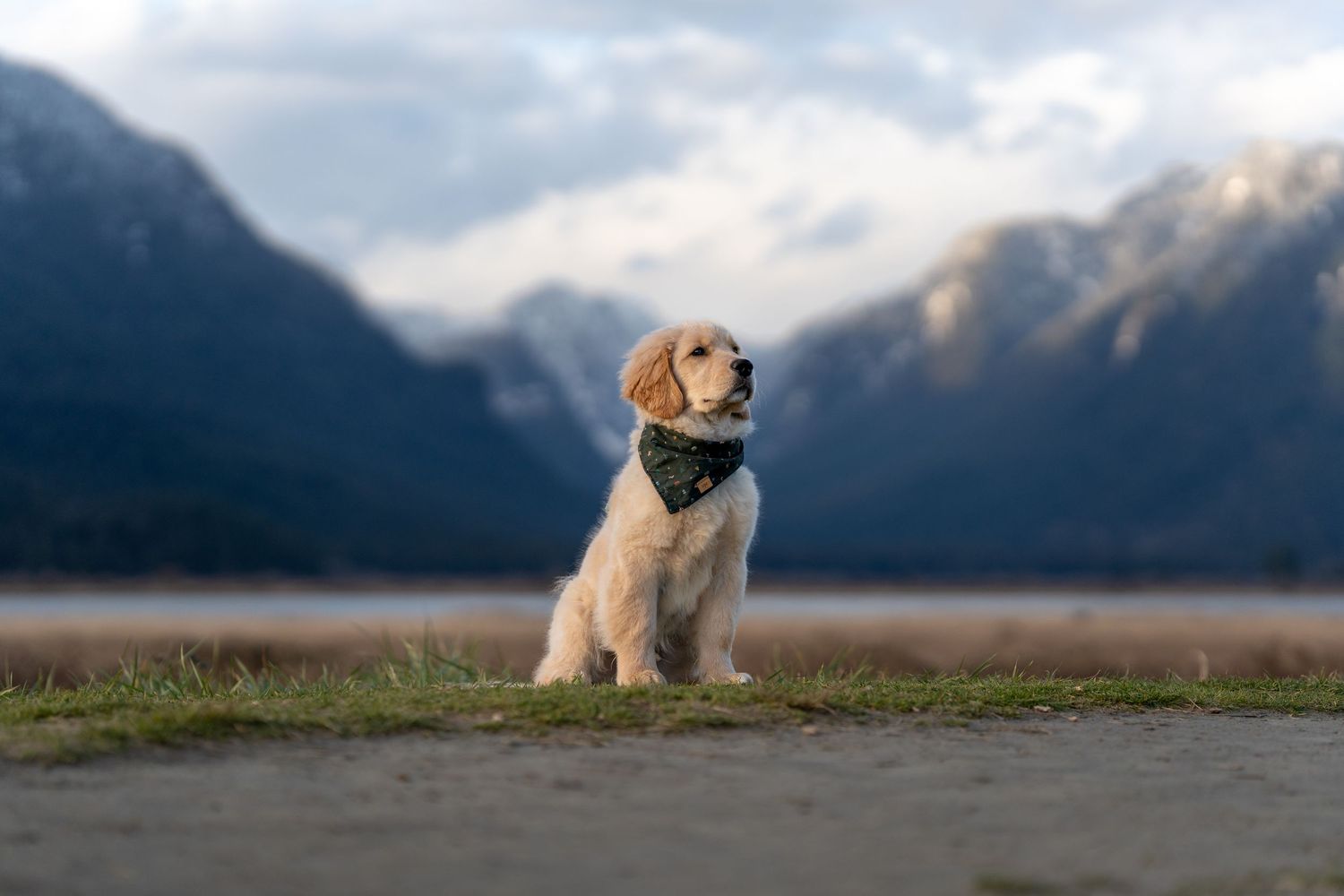 Fluffy golden puppy wearing a bandana sits on grass with scenic mountain lake backdrop.