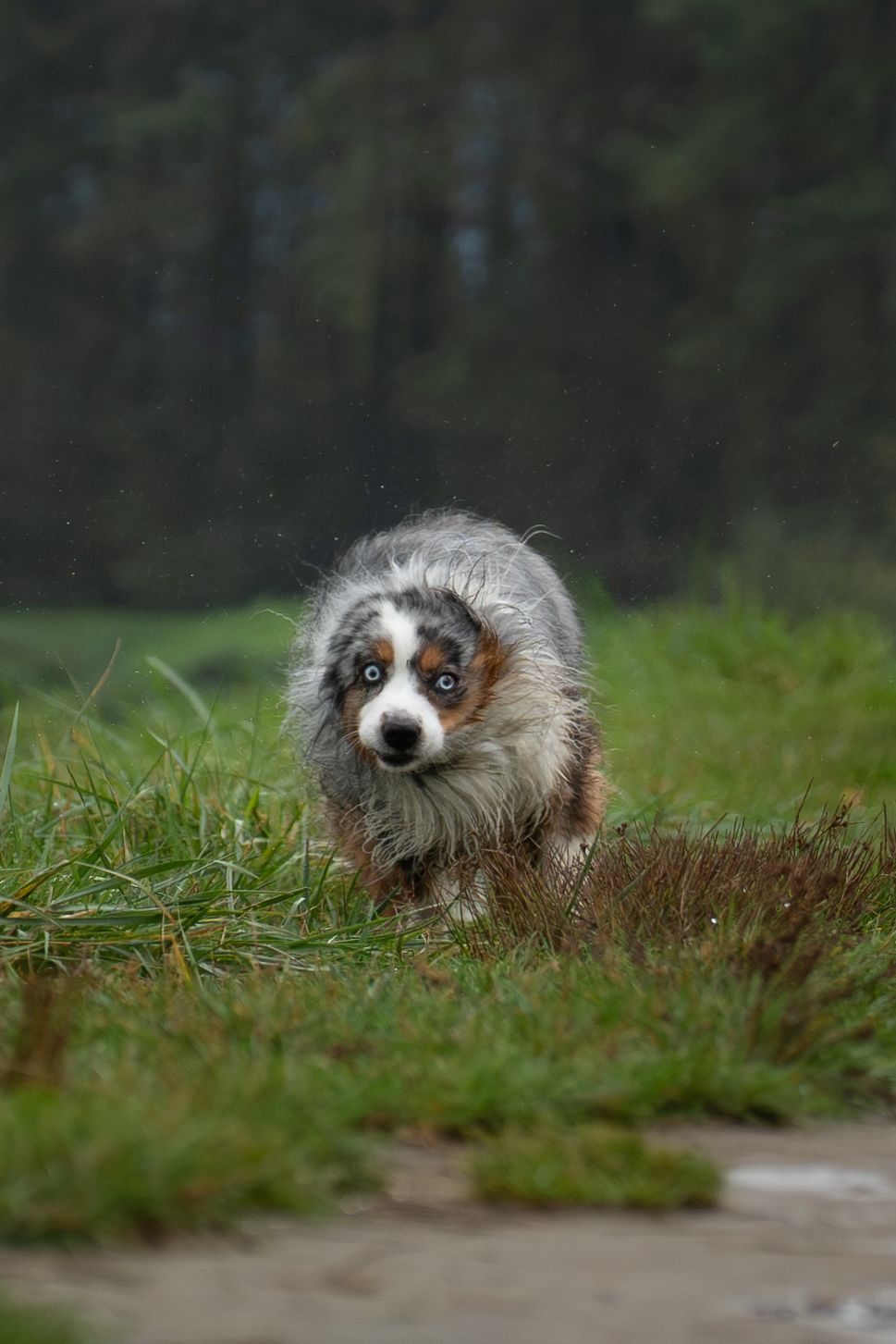 Wet Australian Shepherd puppy with blue eyes running through green grass in the rain with forest background.