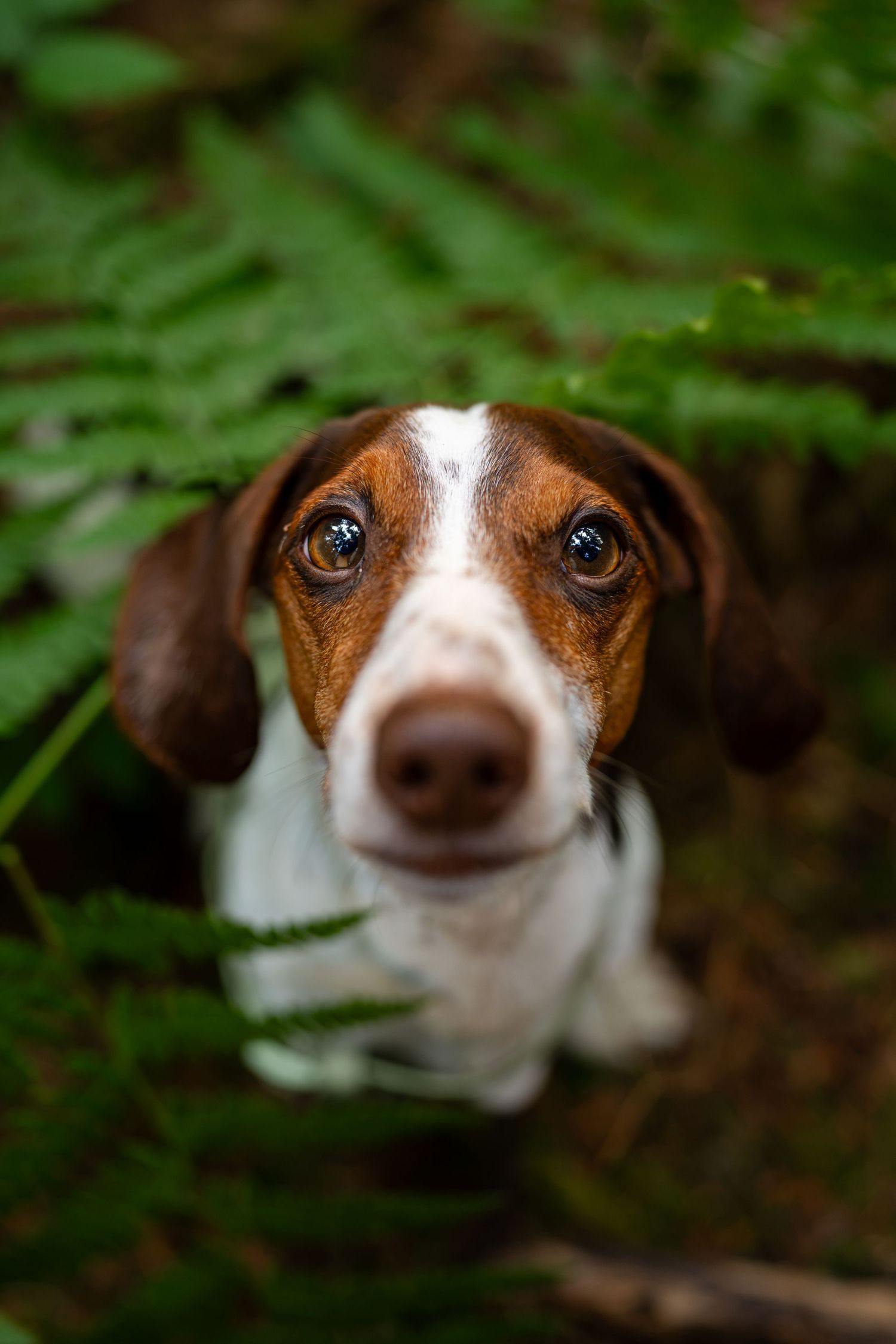 A curious brown and white dachshund puppy peers up from among lush green ferns in a forest setting.