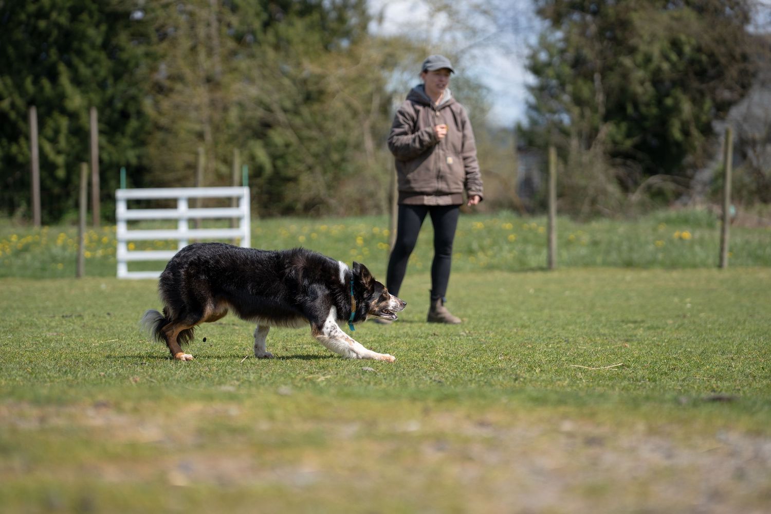 Handler training Border Collie herding dog in open green field on sunny day.