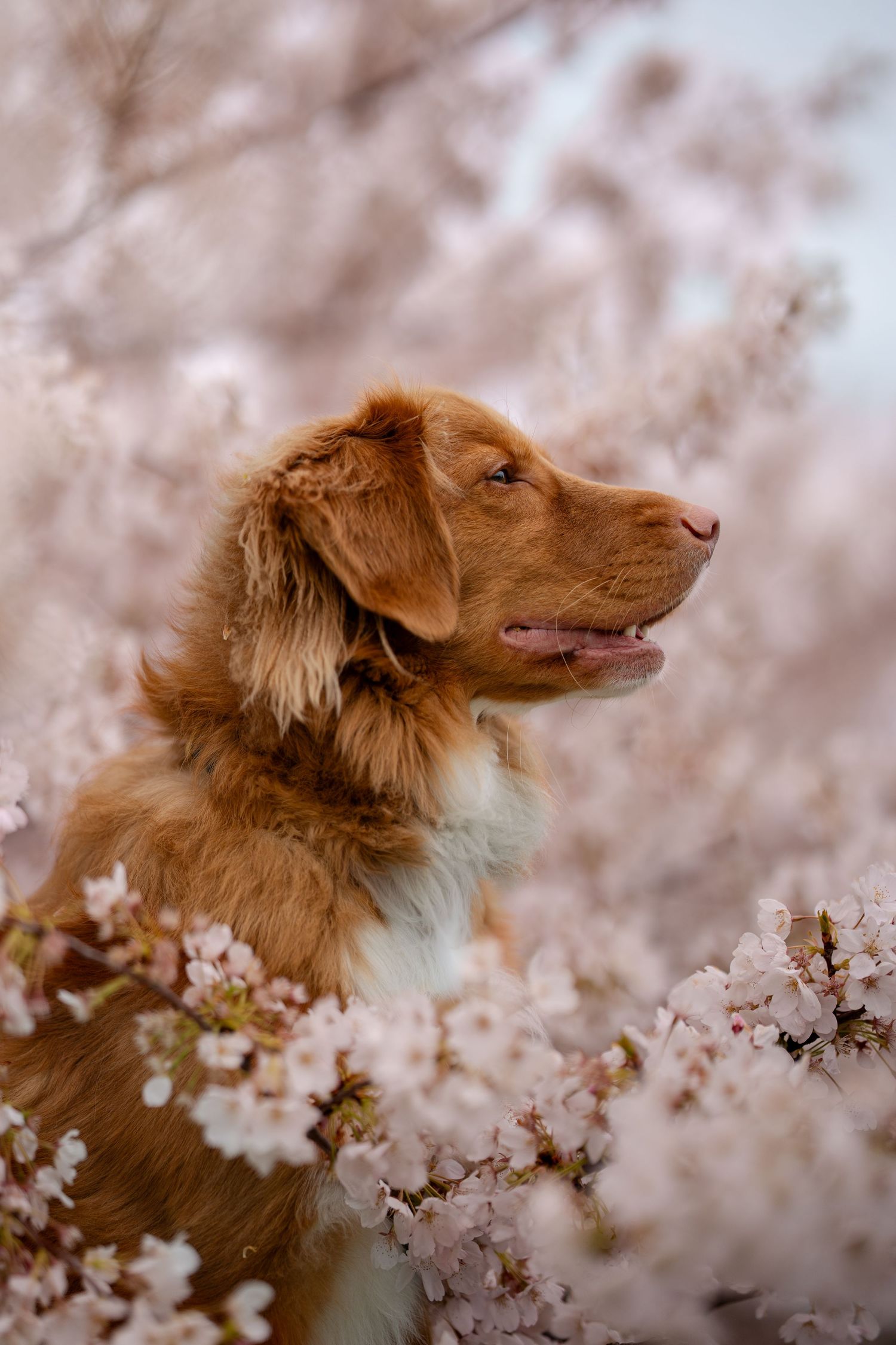 A golden Nova Scotia Duck Tolling Retriever sits among pink cherry blossoms in full spring bloom.