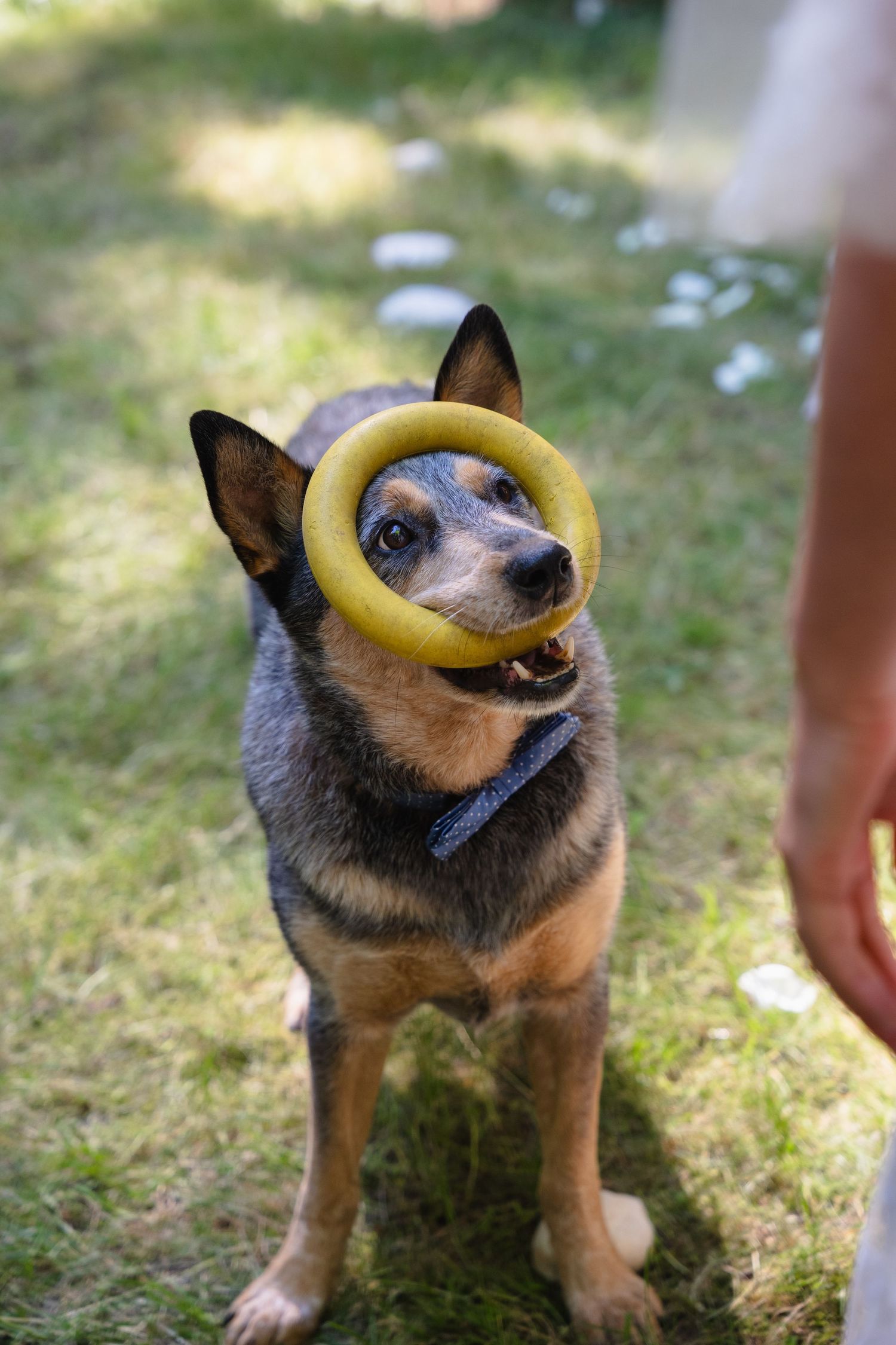 A blue heeler dog sits on grass holding a yellow ring toy in its mouth during outdoor playtime.
