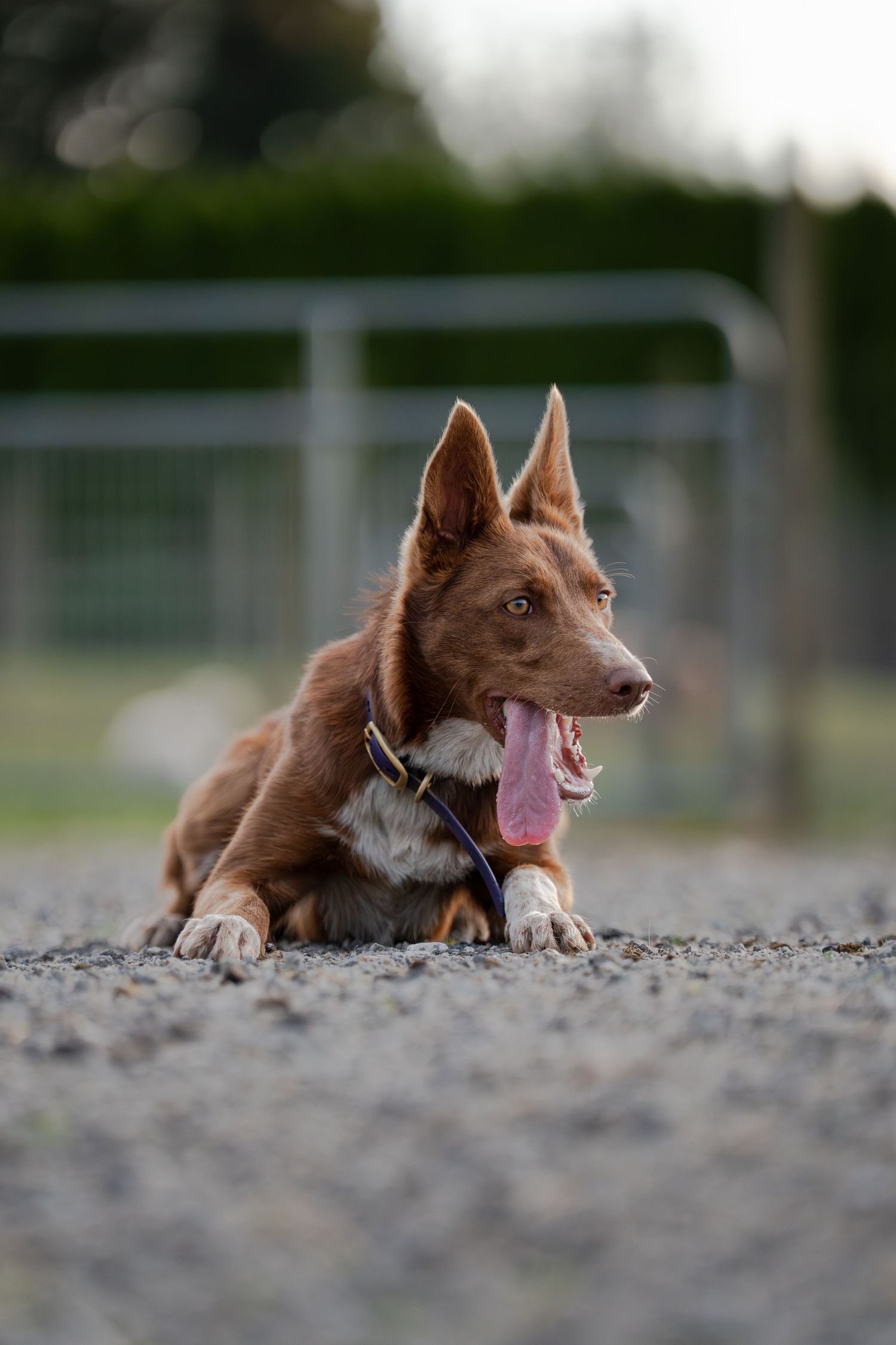 A brown dog with perky ears lies on gravel with tongue out, wearing a collar and leash at an outdoor park.