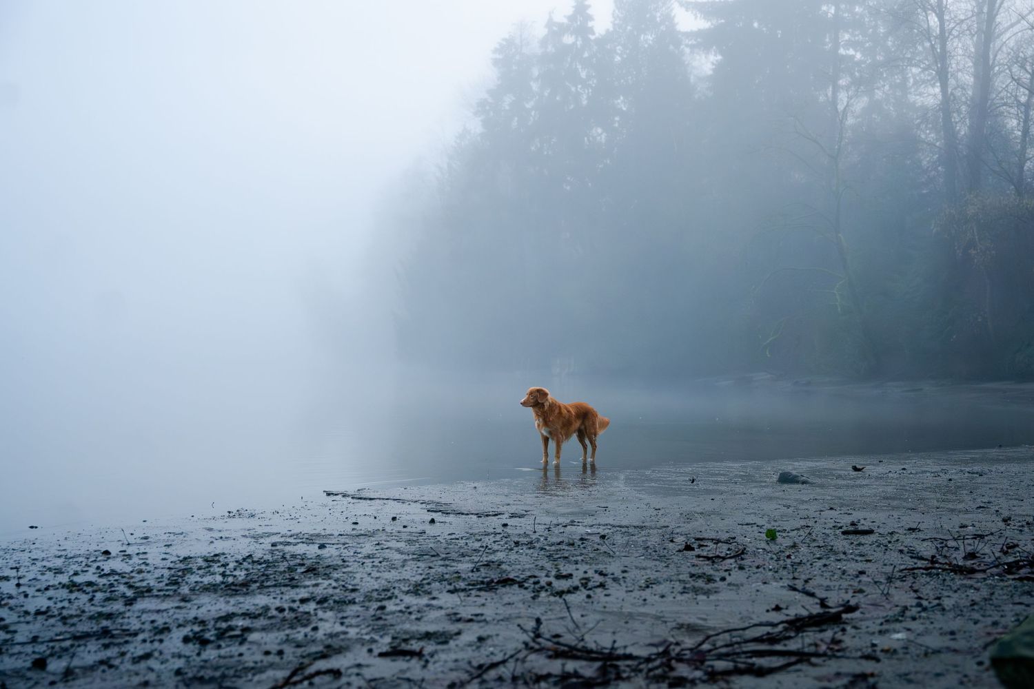 A golden brown dog stands alone on a foggy misty lakeside surrounded by trees.