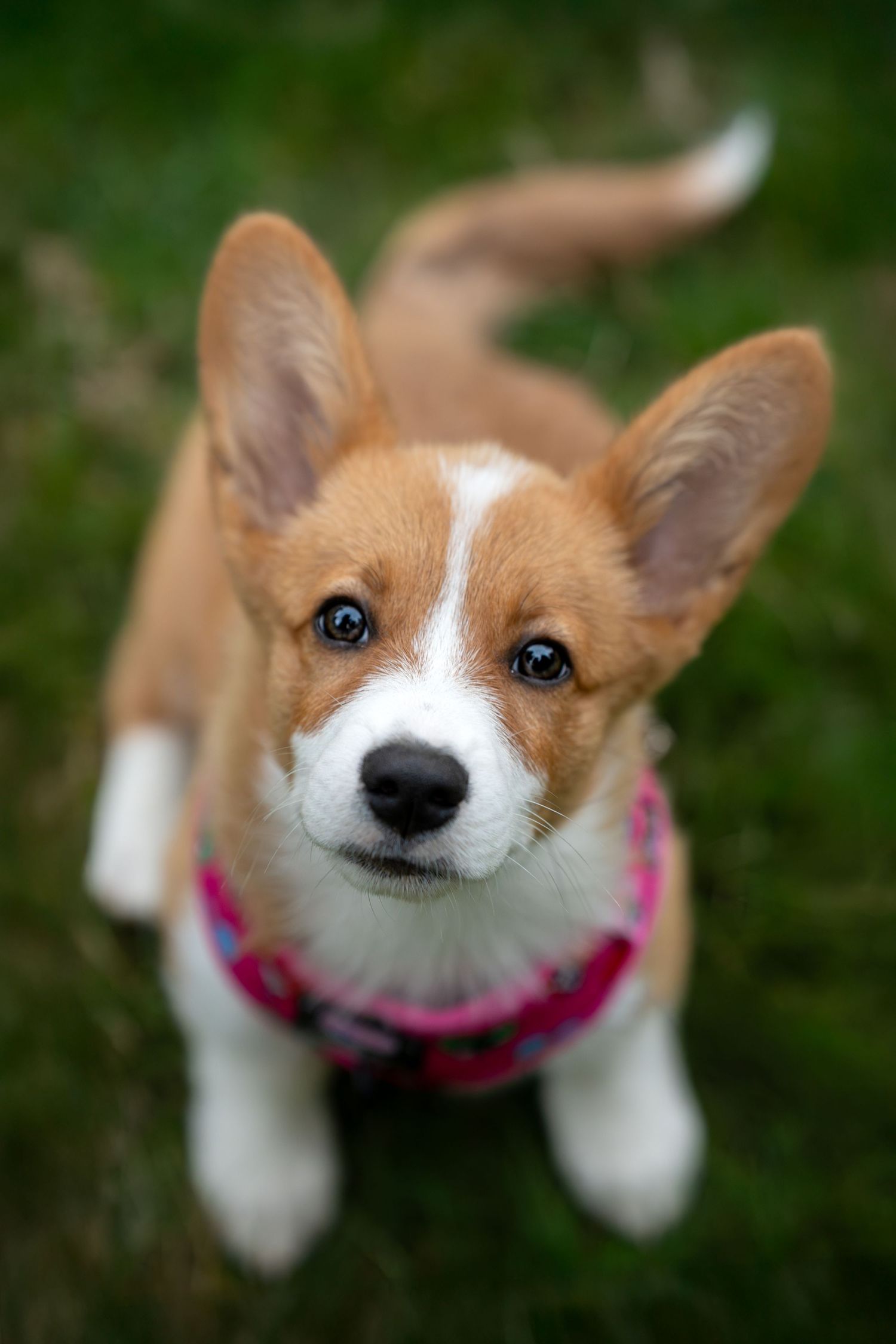 Adorable Corgi puppy with large ears wearing a pink harness, sitting on green grass and looking up at the camera.