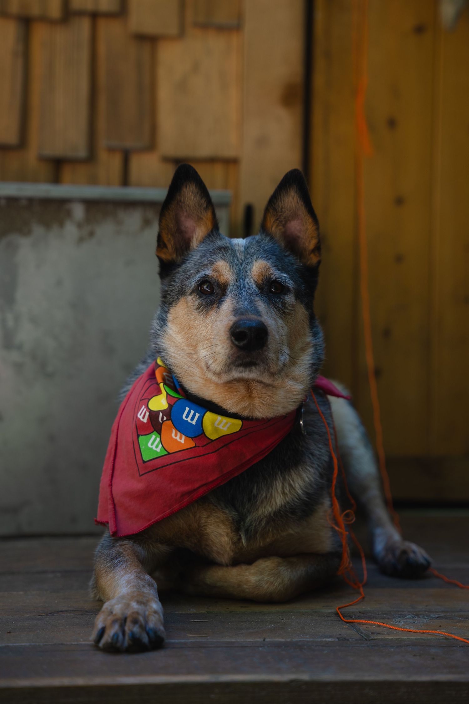 An Australian Cattle Dog wearing a colorful red bandana sits attentively on a wooden porch.