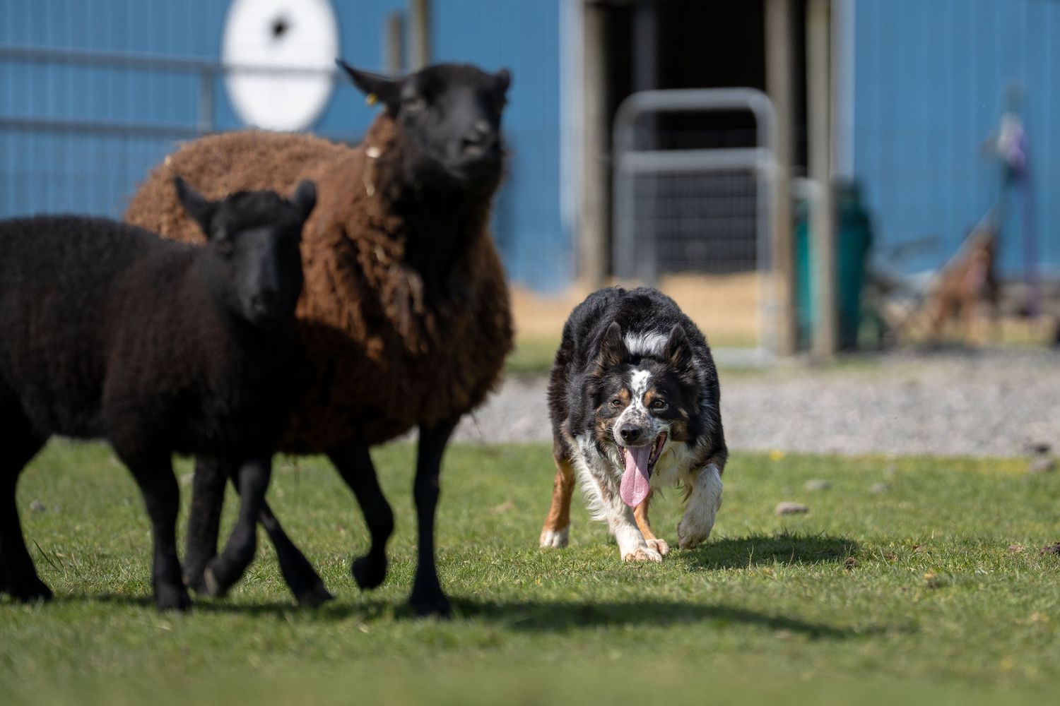 Border collie herding sheep
