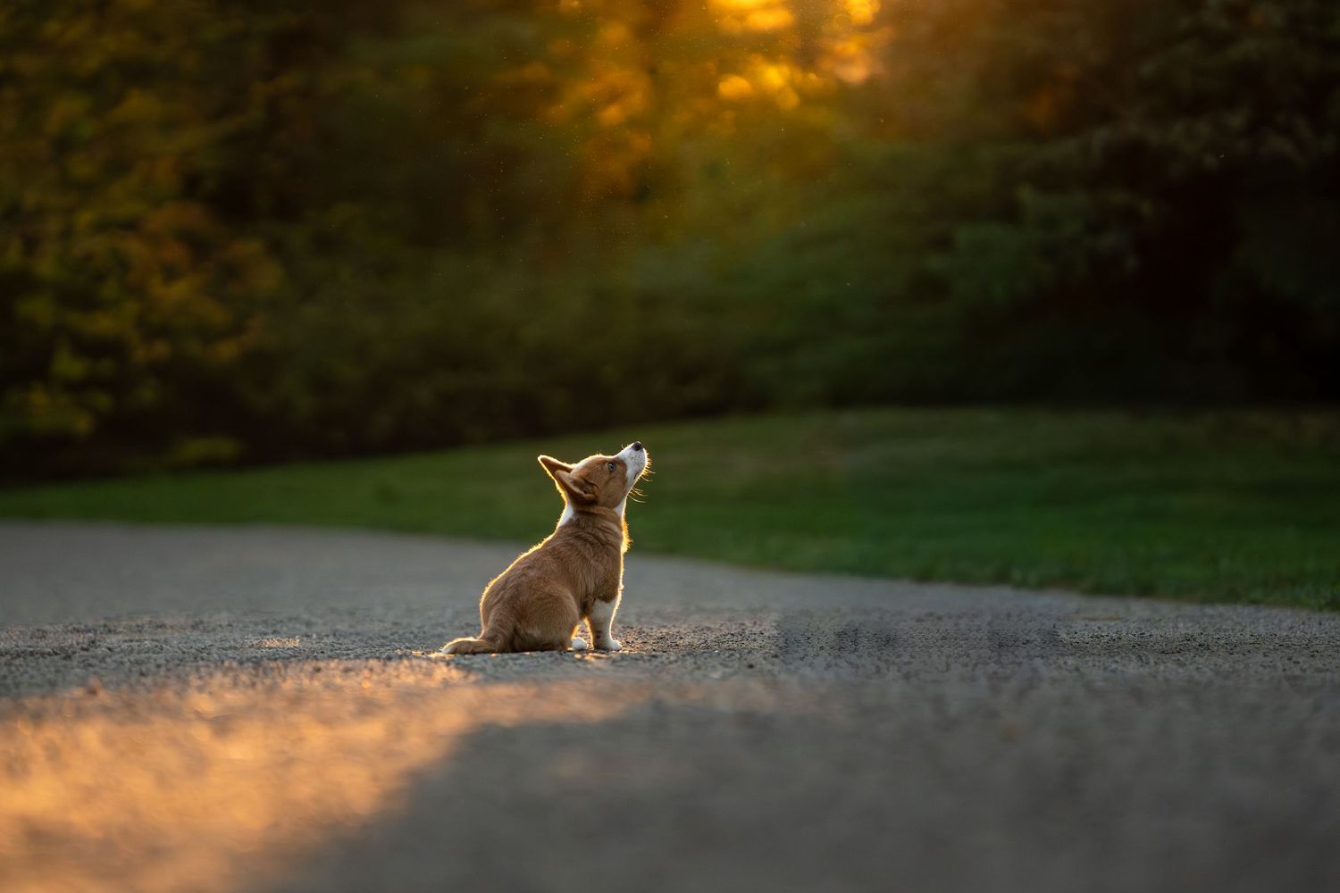 A small Corgi puppy sits alone on a gravel path at golden sunset, gazing upward surrounded by lush green trees.