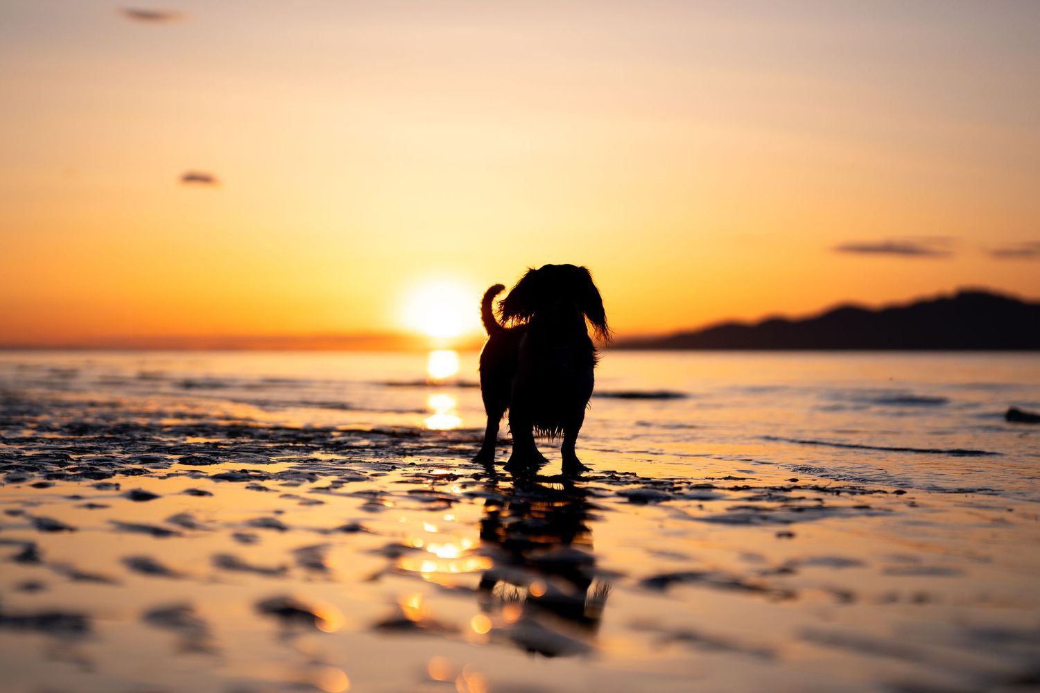 Silhouette of a dog standing on a wet beach at golden sunset with ocean and mountains in the background.