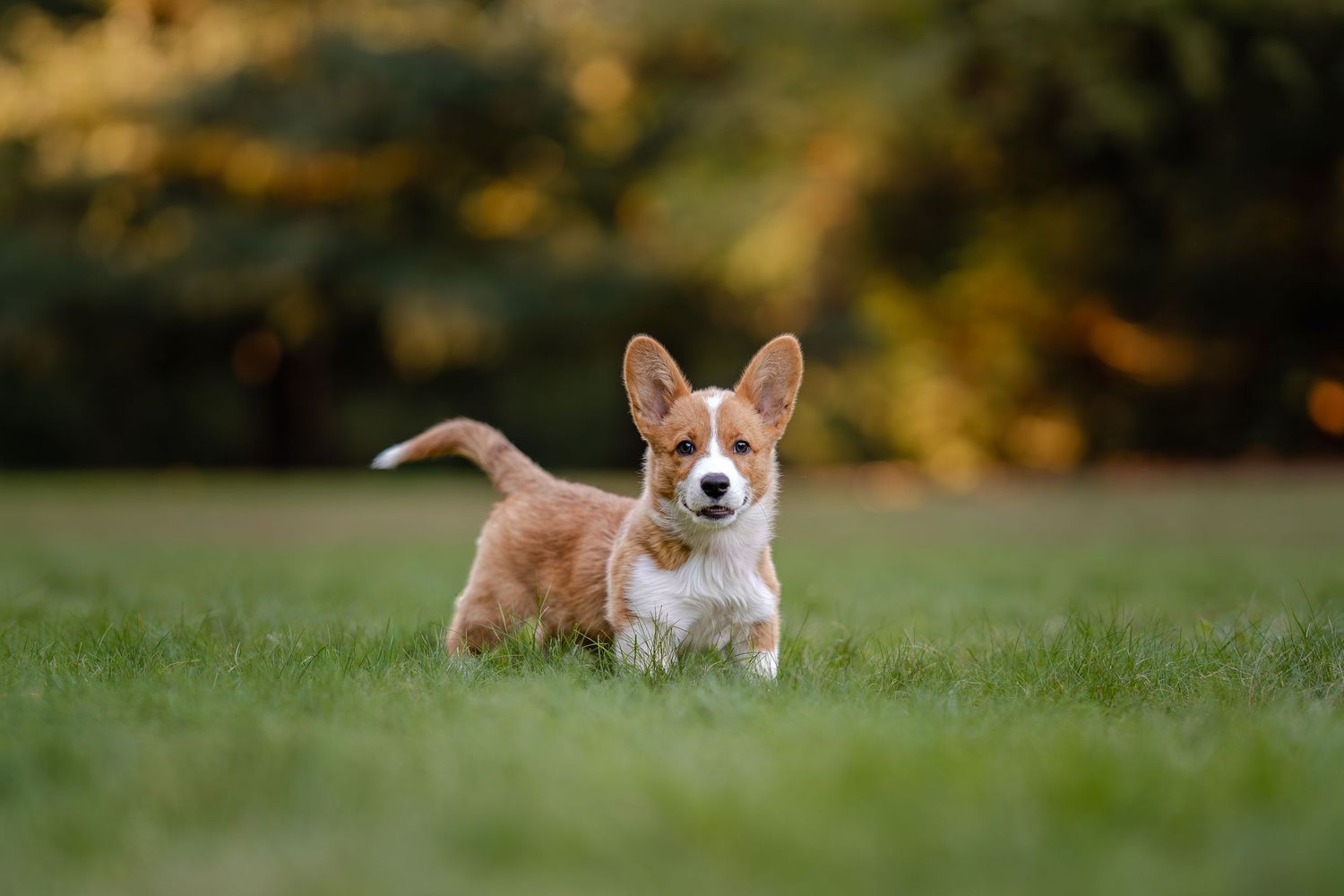 A playful Corgi puppy runs through lush green grass in a sunlit park, ears perked and tail wagging.