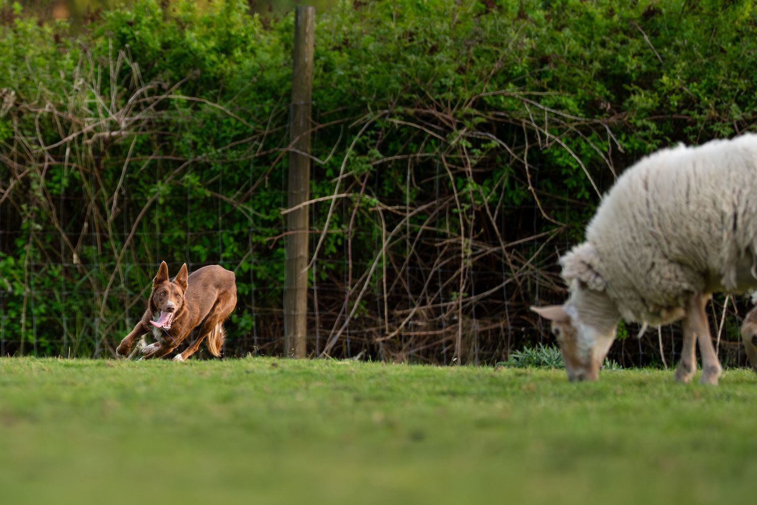 A brown dog crouches low stalking a white sheep grazing on green grass with dense shrubs in the background.
