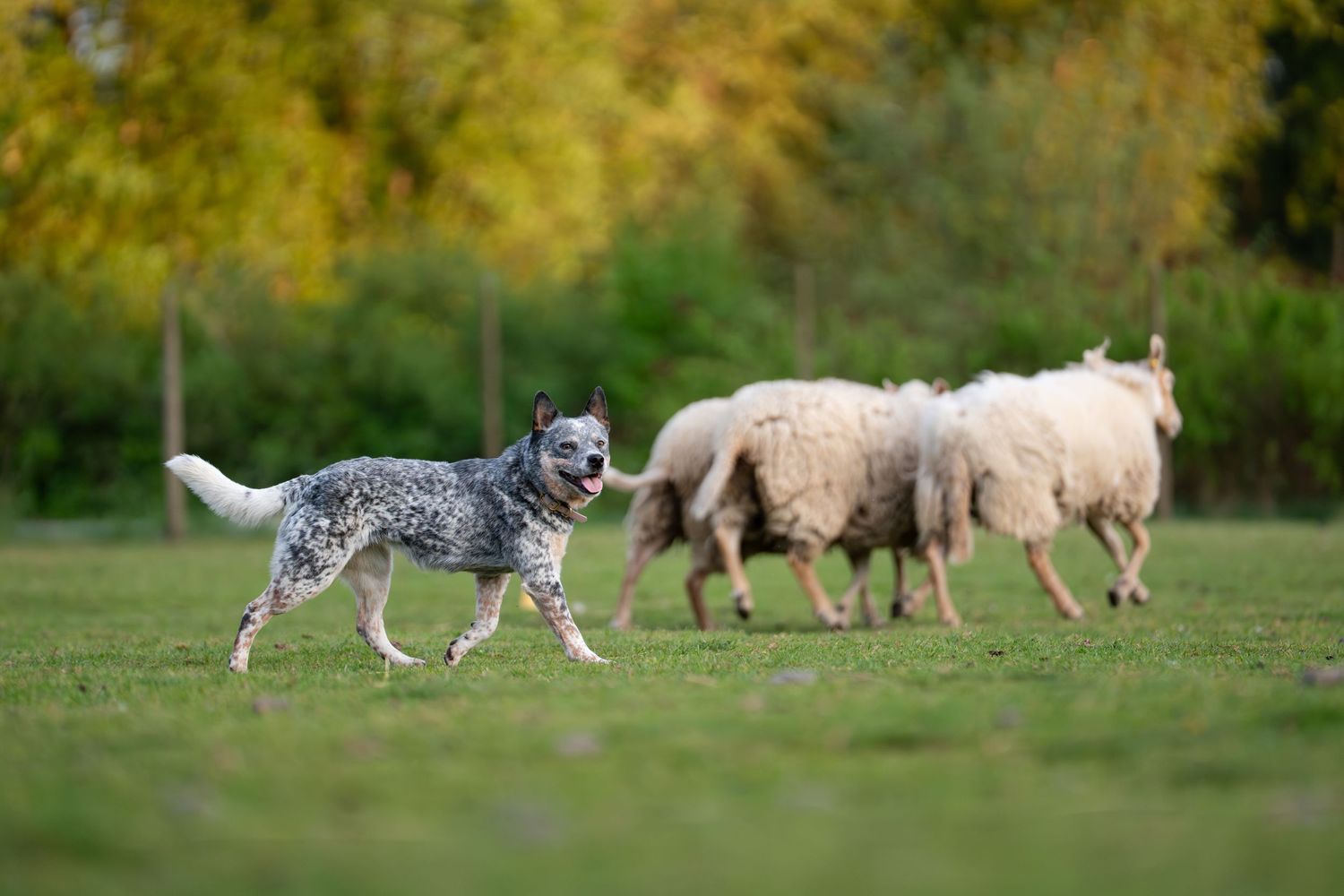 Australian Cattle Dog herding sheep across a green pasture with autumn trees in the background.
