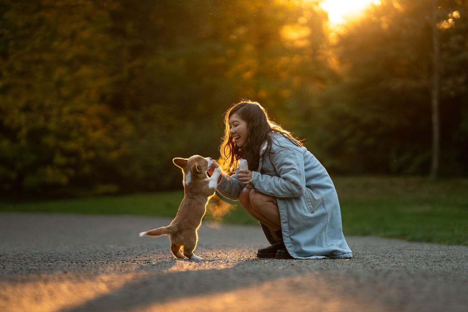 A young woman crouches as a small corgi puppy jumps up to greet her at sunset.